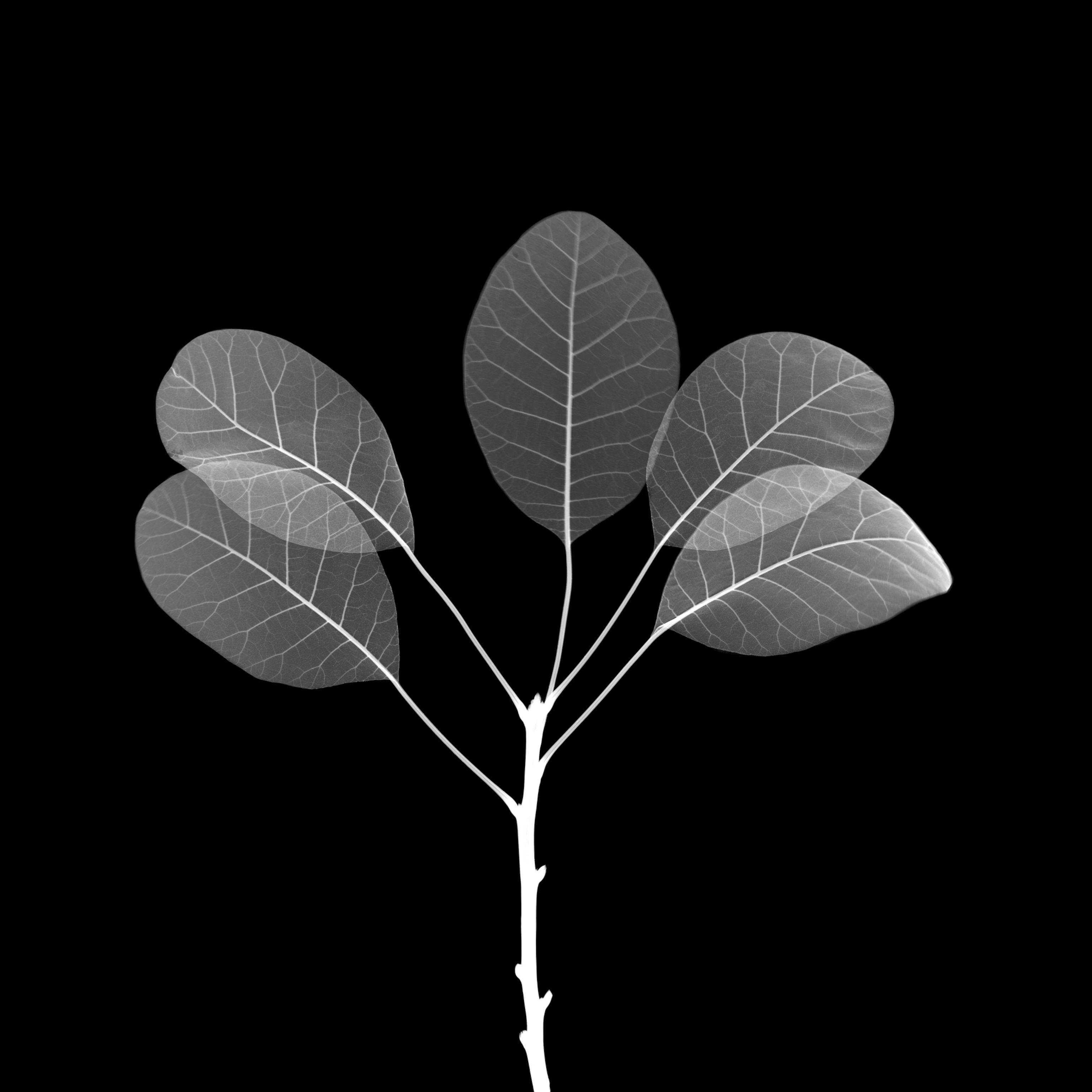 An X-ray of smoke bush leaves, highlighting the branching veins throughout the leaves.