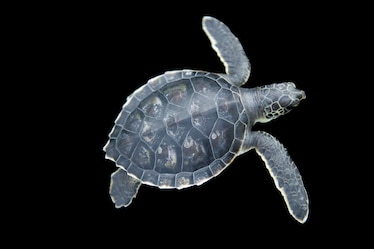 a green sea turtle