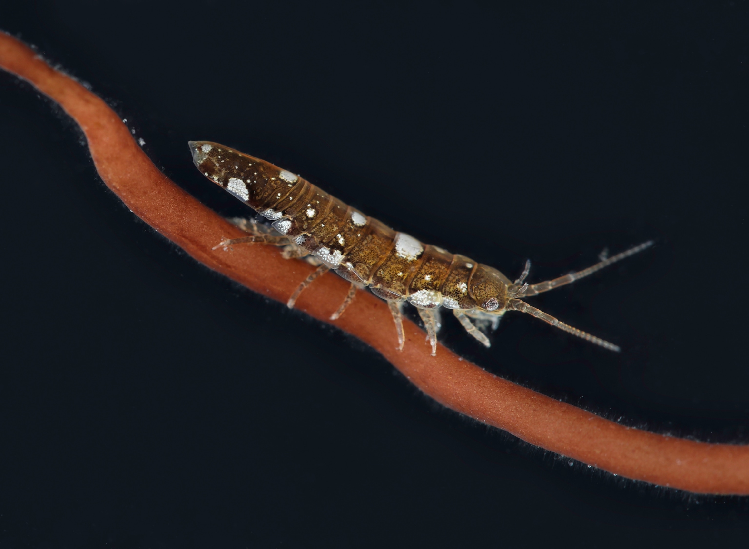 Picture of an isopod crustacean, Idothea balthica, clinging to a stem of red seaweed.