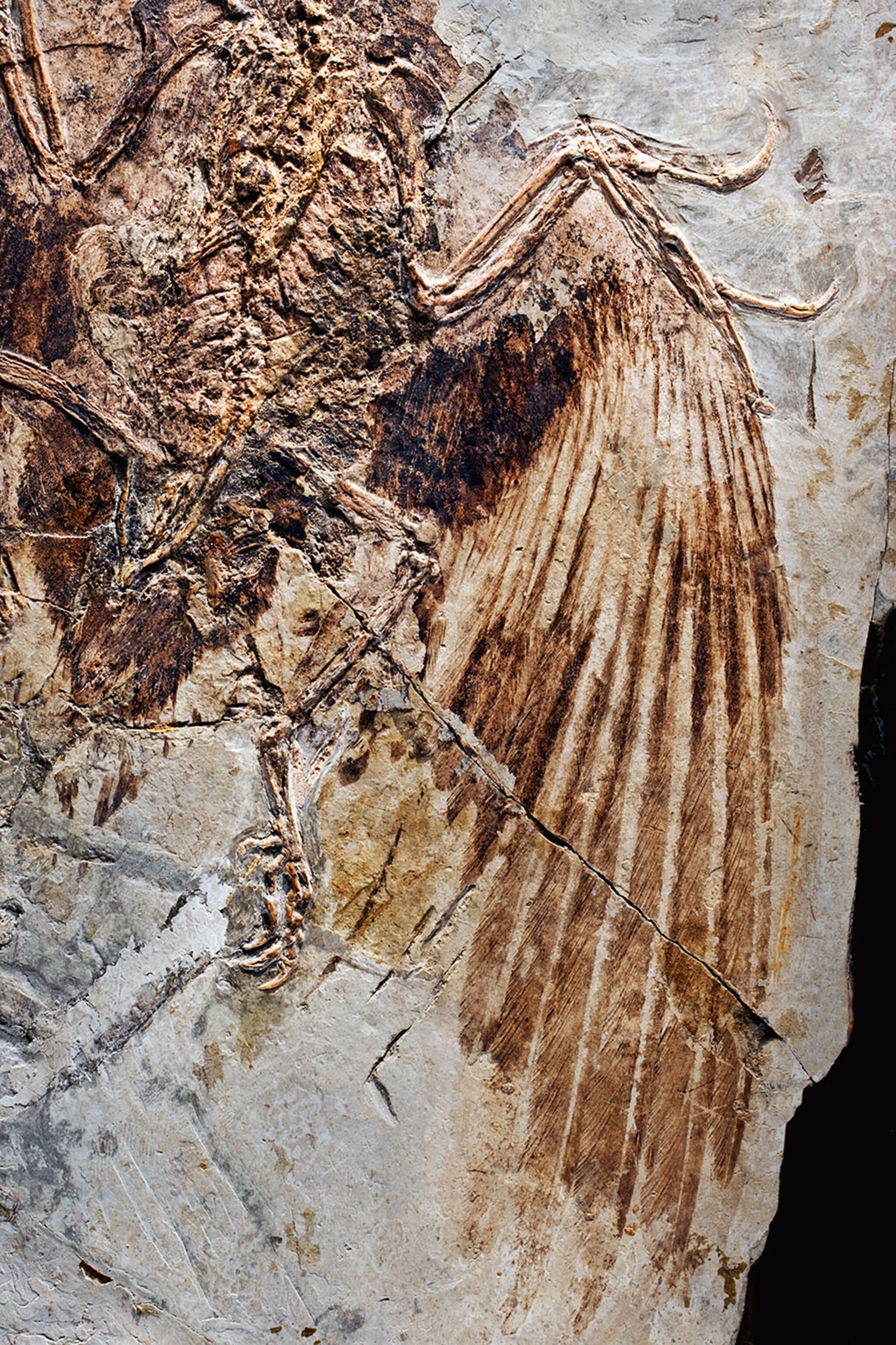Confuciusornis