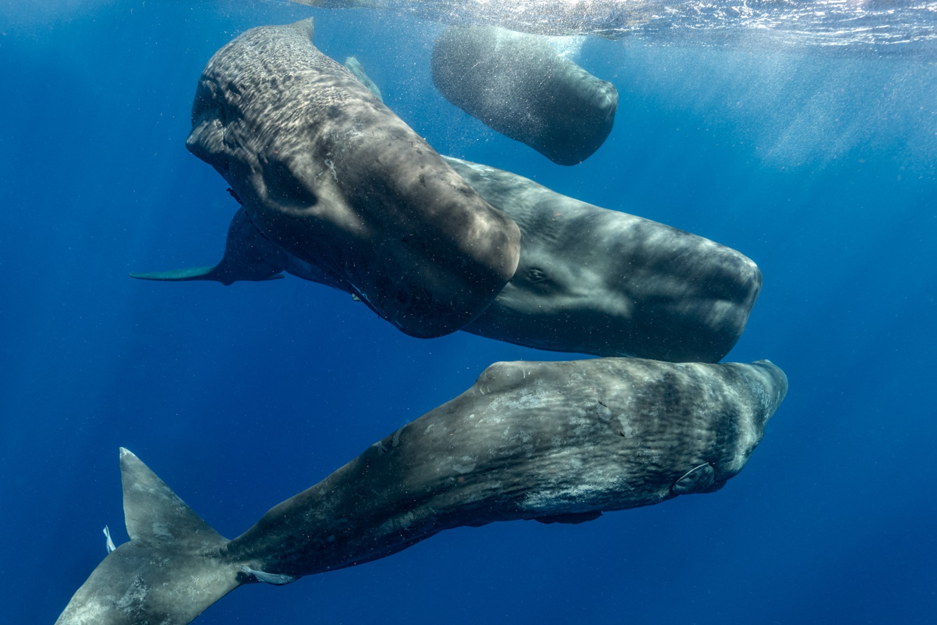 A group of sperm whales swim around each other under water.