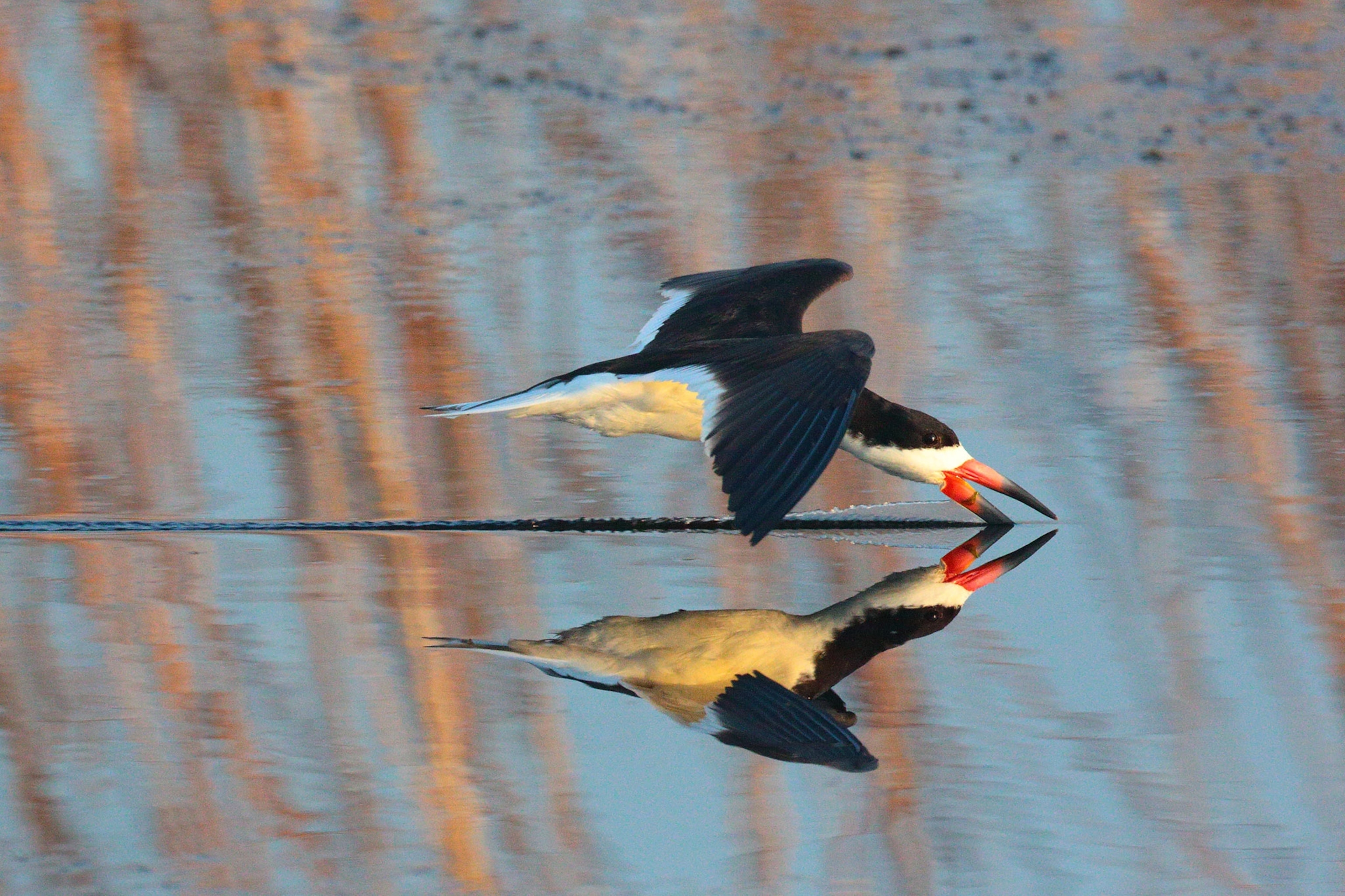 a black skimmer