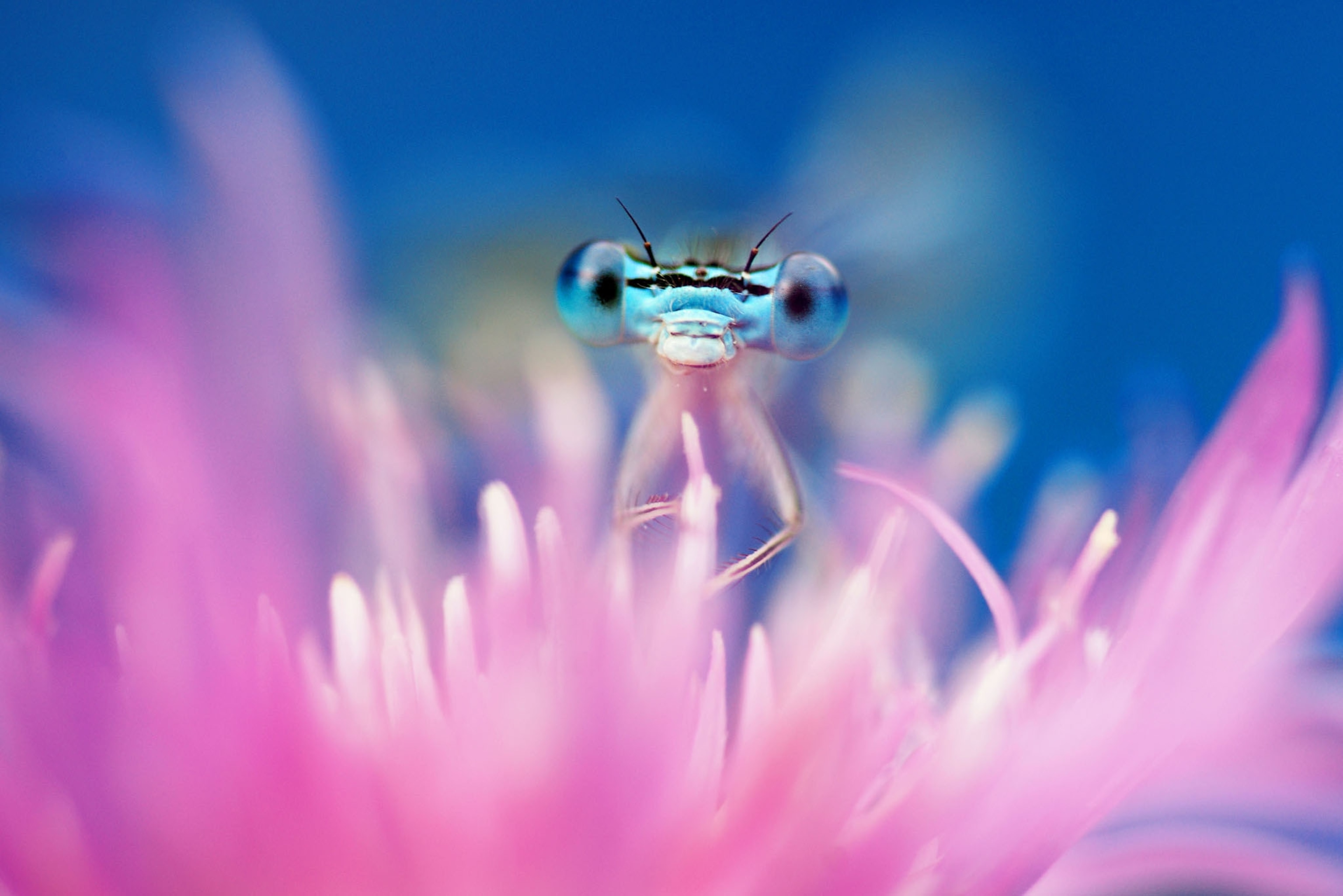 insect on pink flower