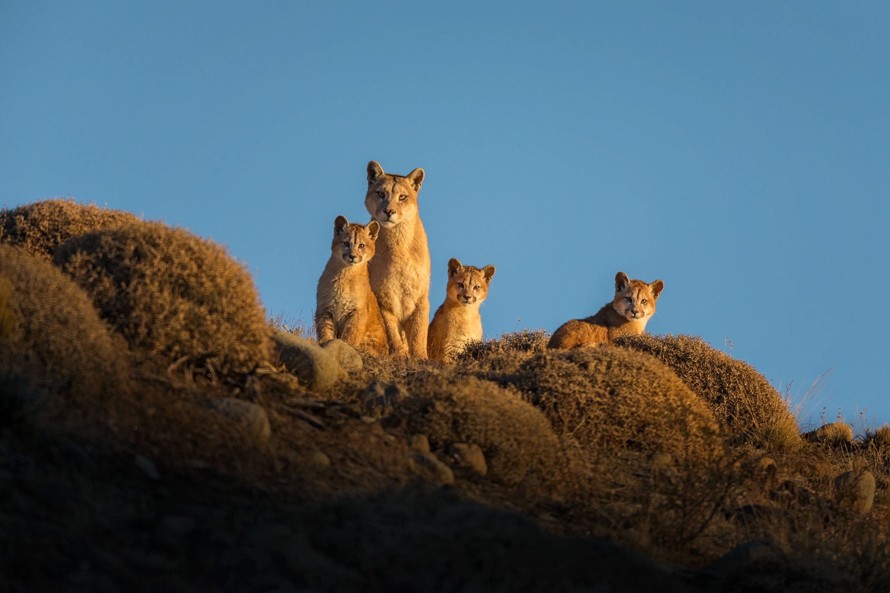 a puma and her cubs