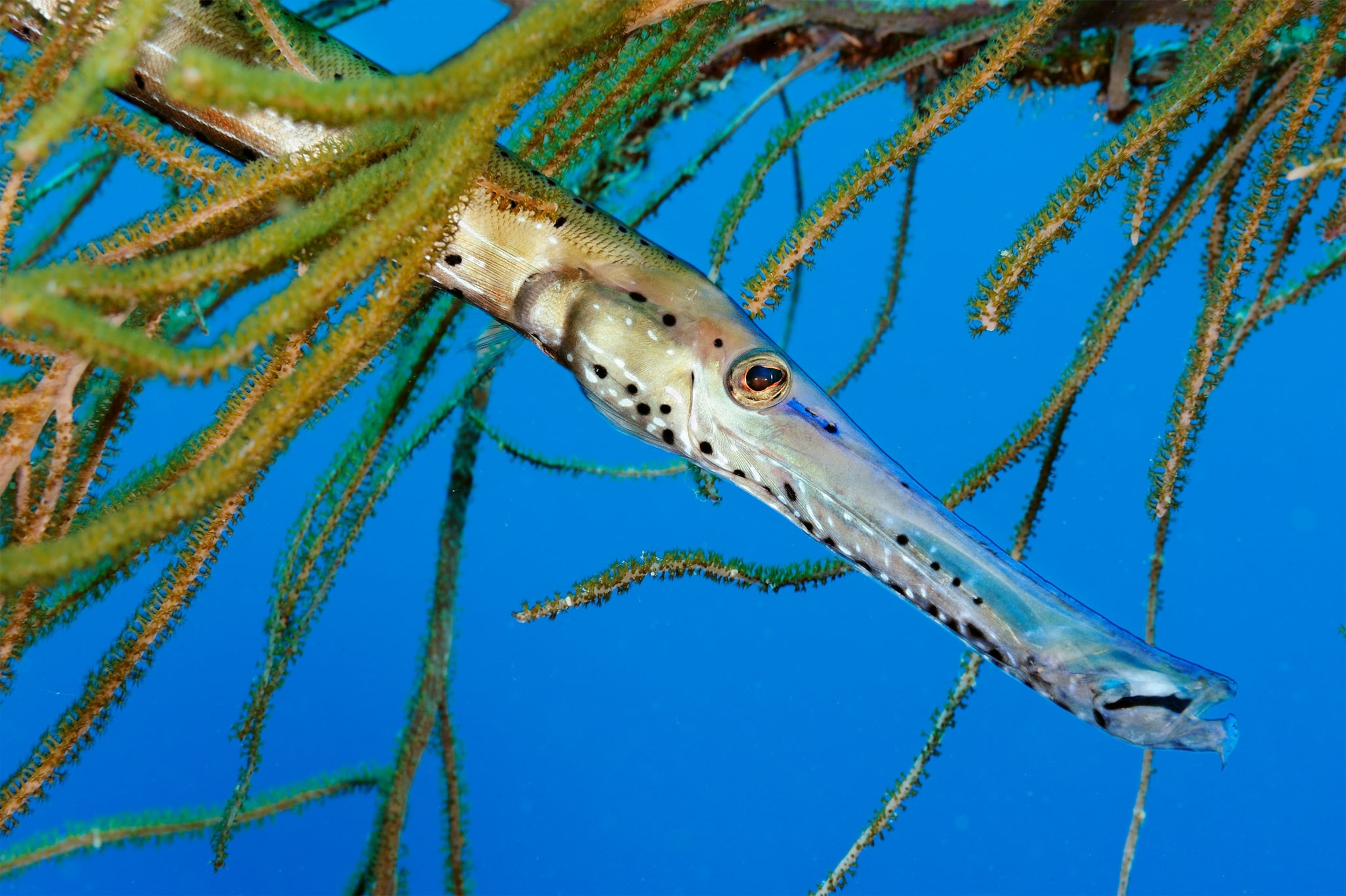 a fish off the coast of Belize