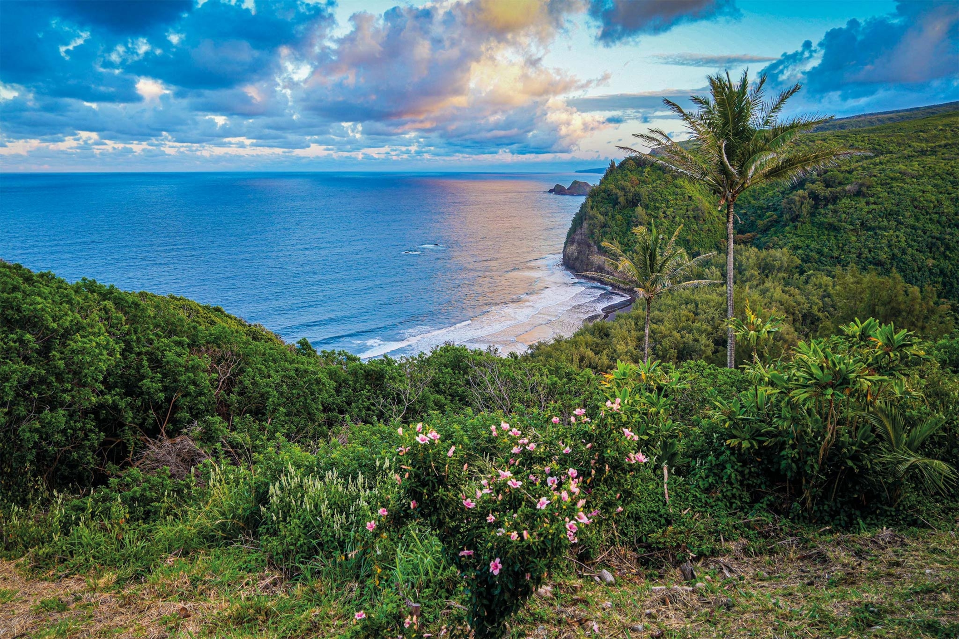 A vista in the Kohala Forest Reserve shows trees and the ocean