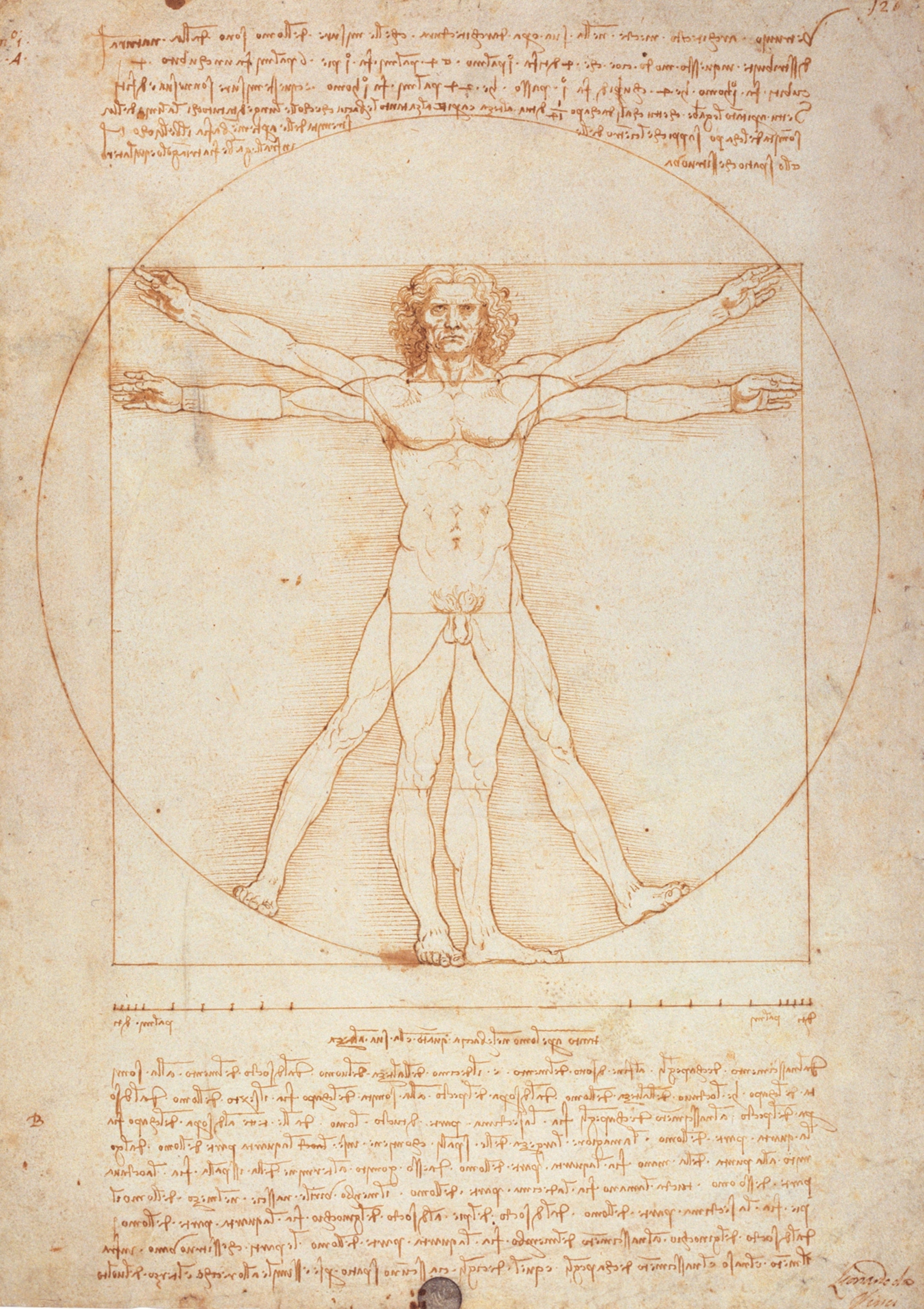 The “Vitruvian Man,” circa 1490 is pictured