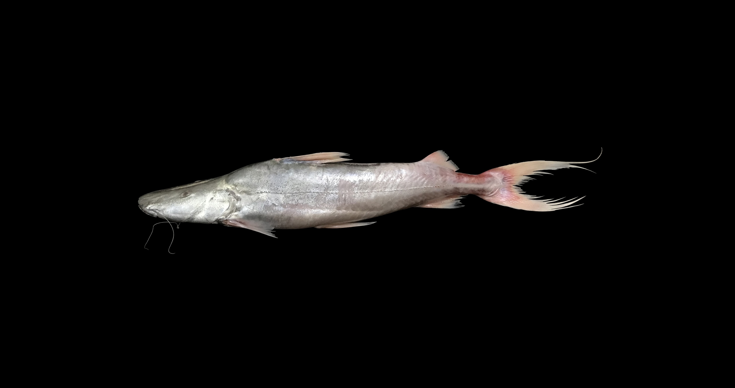 An adult fish scales shine on a black background.