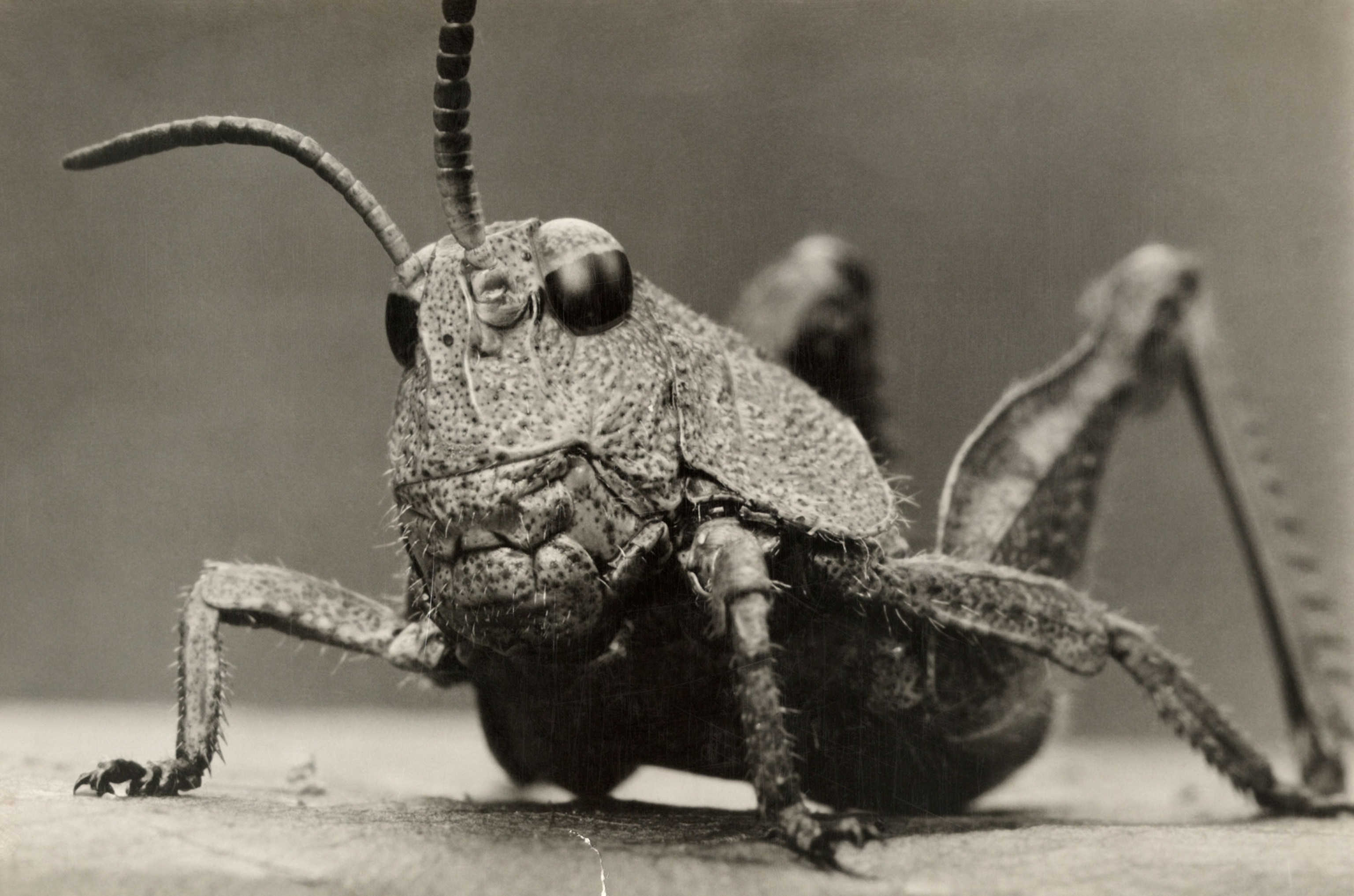 an extreme close up of a grasshopper