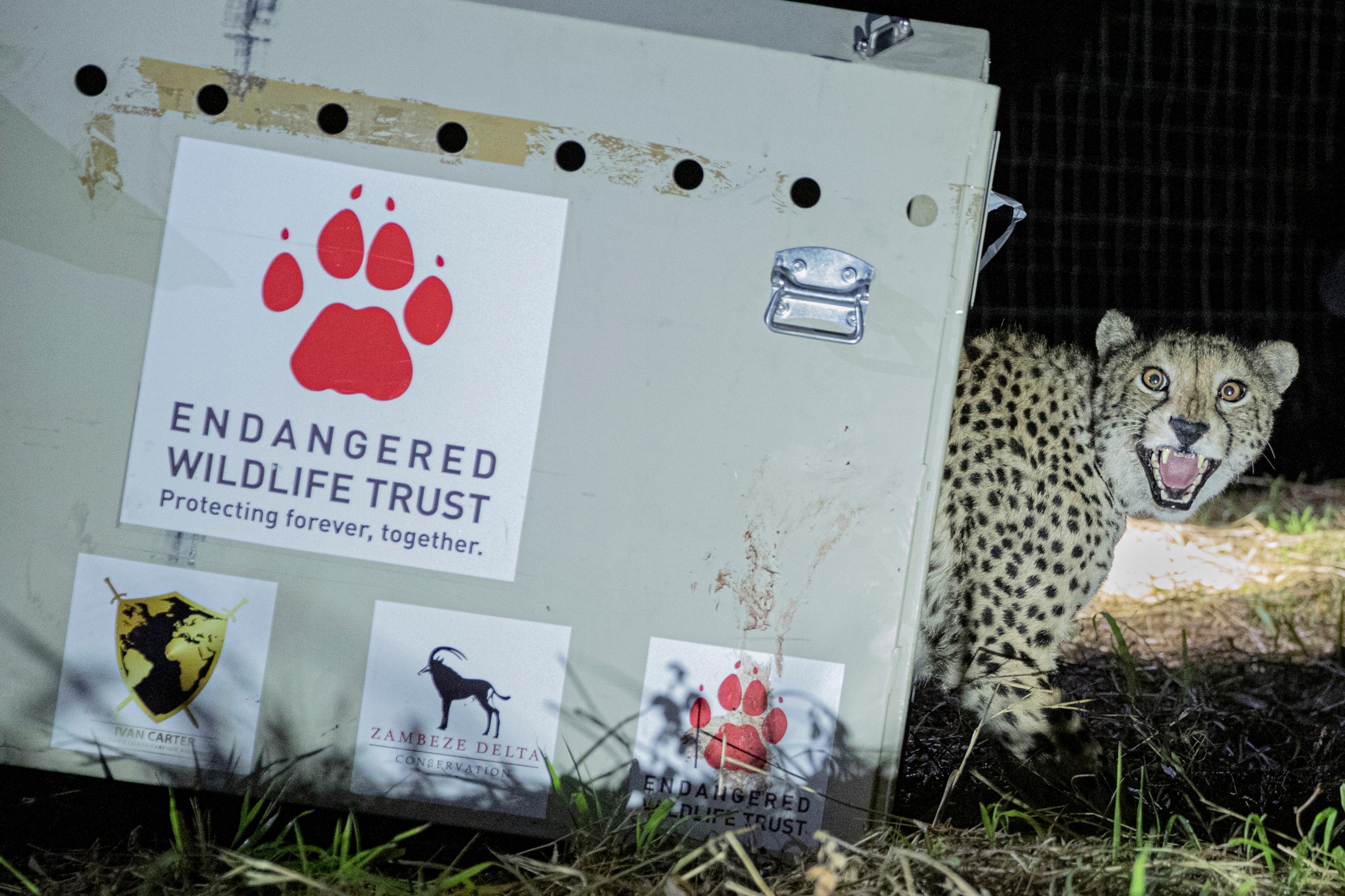 Cheetah crate South Africa