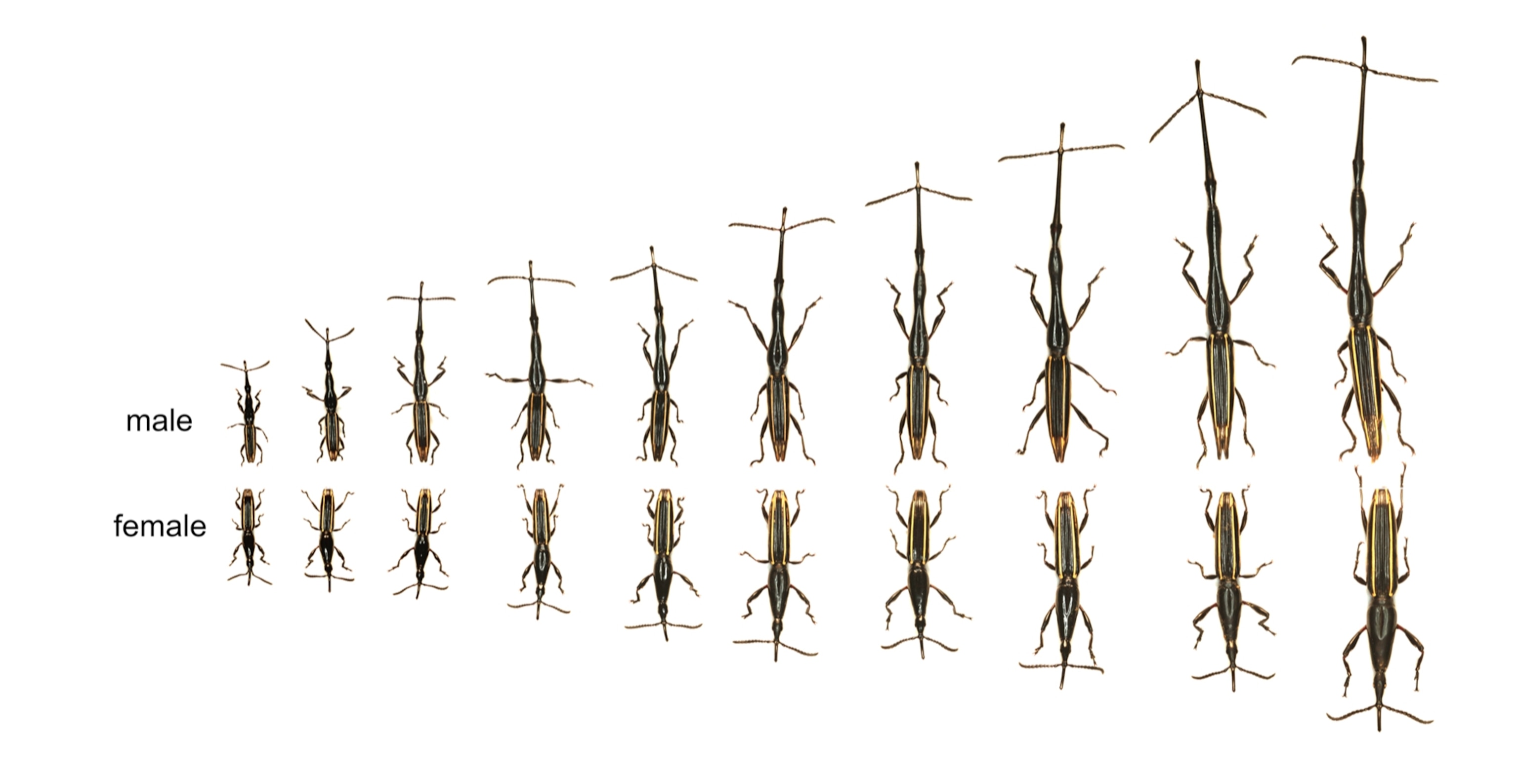 A line up of insects small too large.