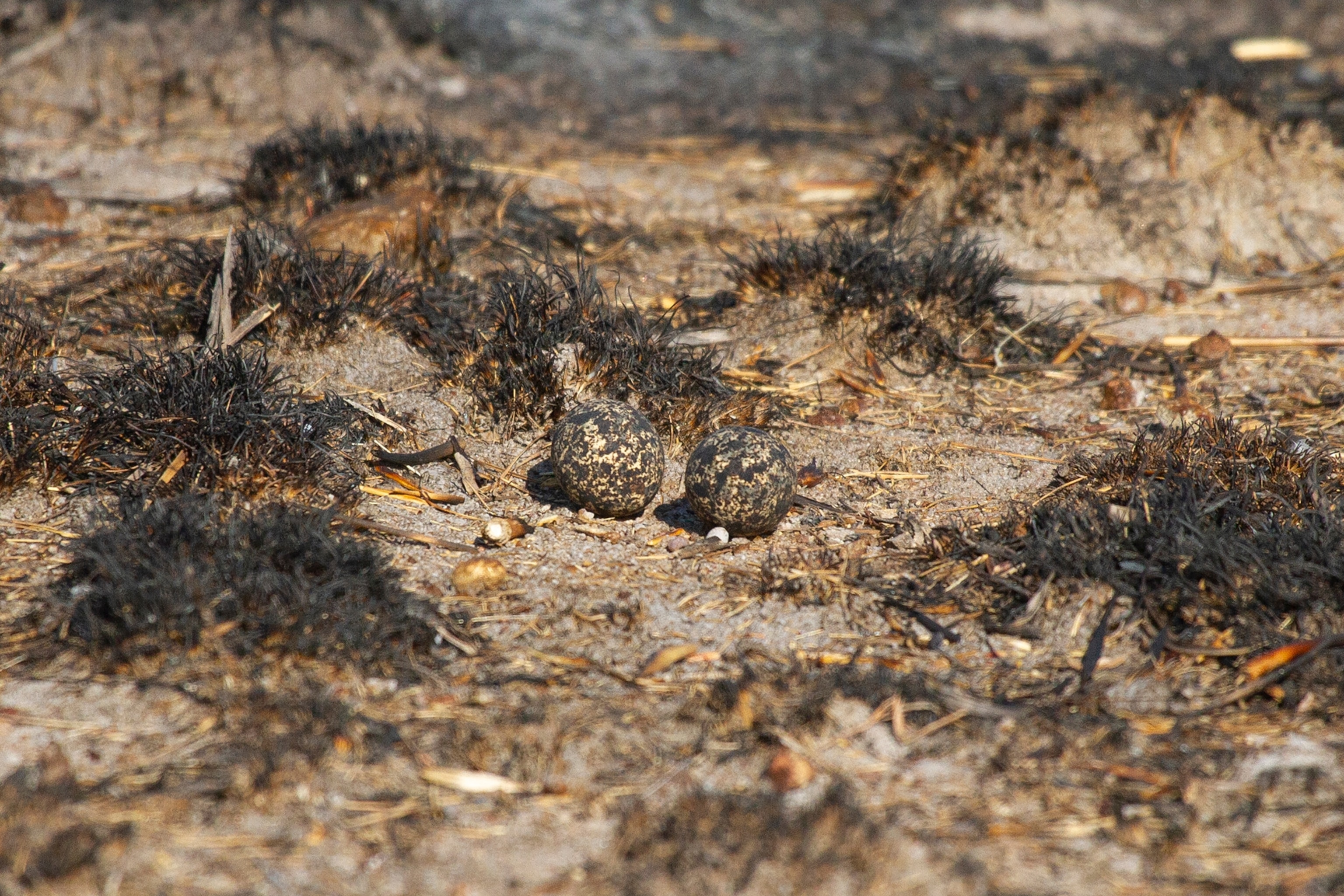Eggs are on the ground camouflaged amongst dark brush and the ground.