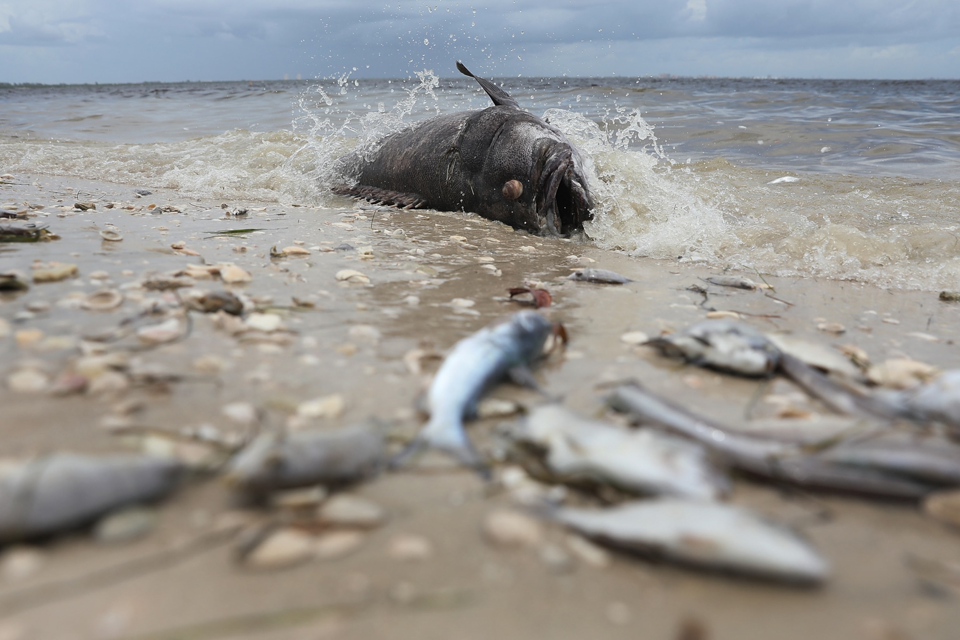 A Goliath grouper lays dead on the beach in Sanibel, Florida.