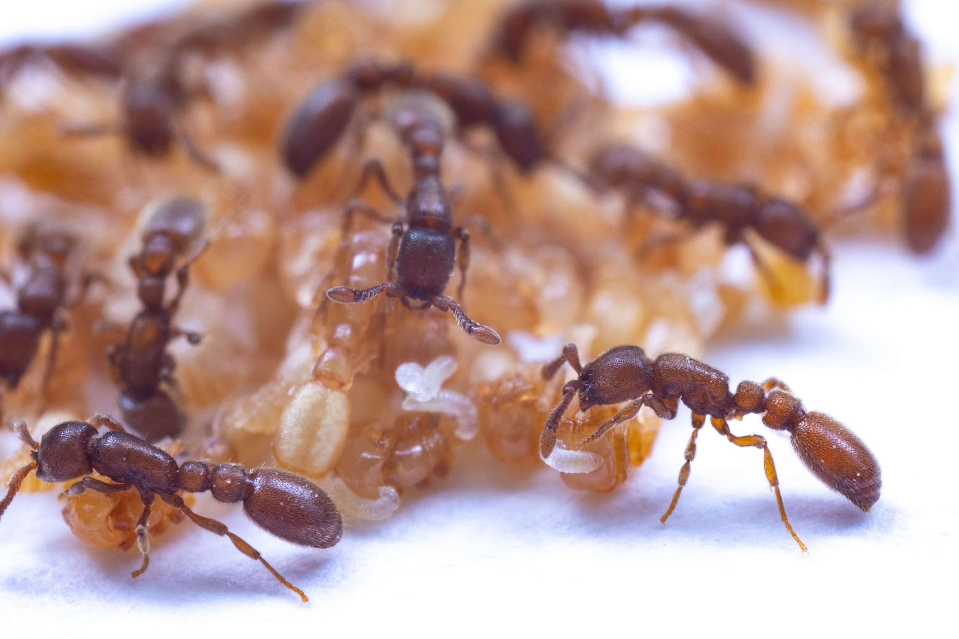 Ants feeding on fluid of pupae.