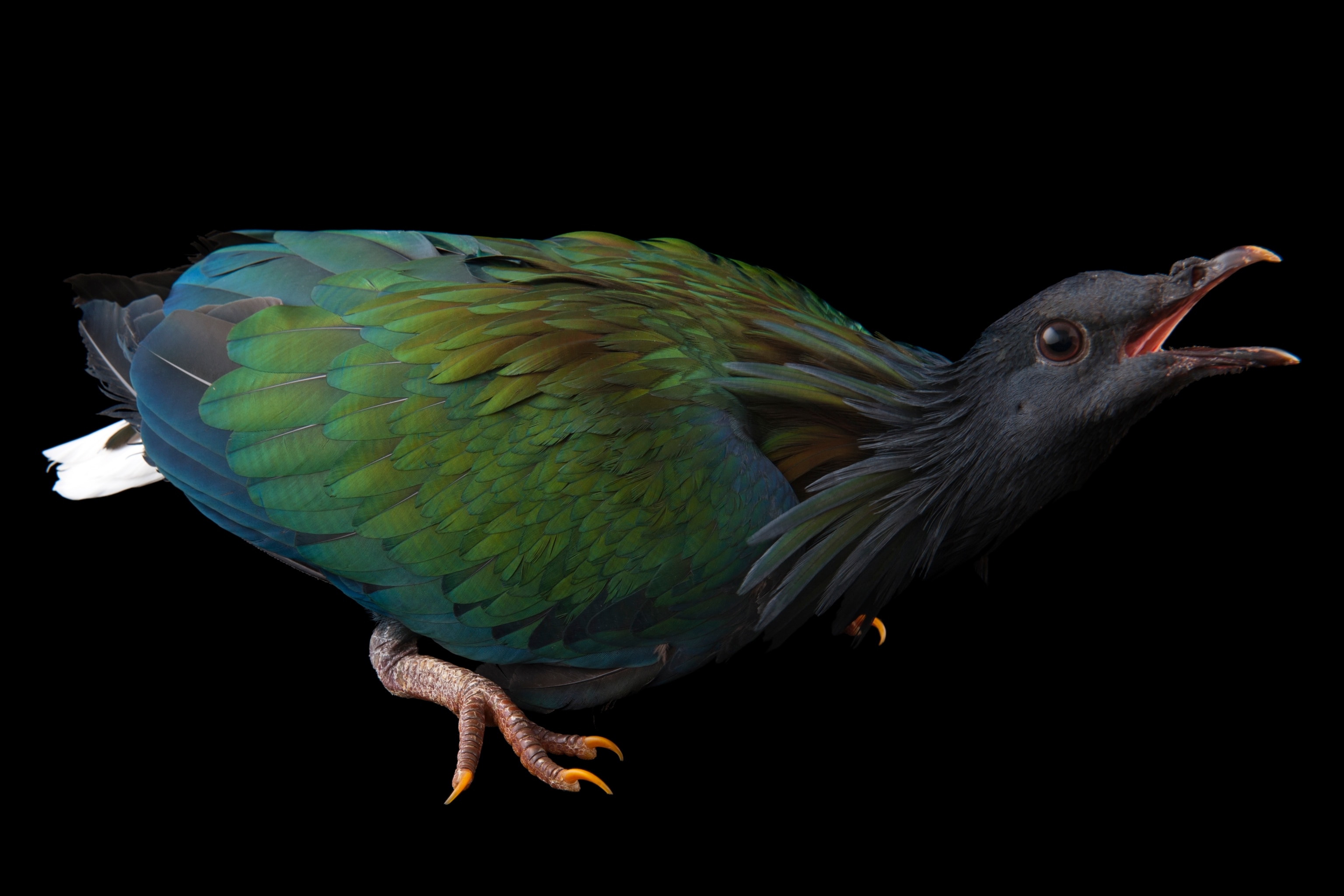 Studio photograph of a Nicobar pigeon