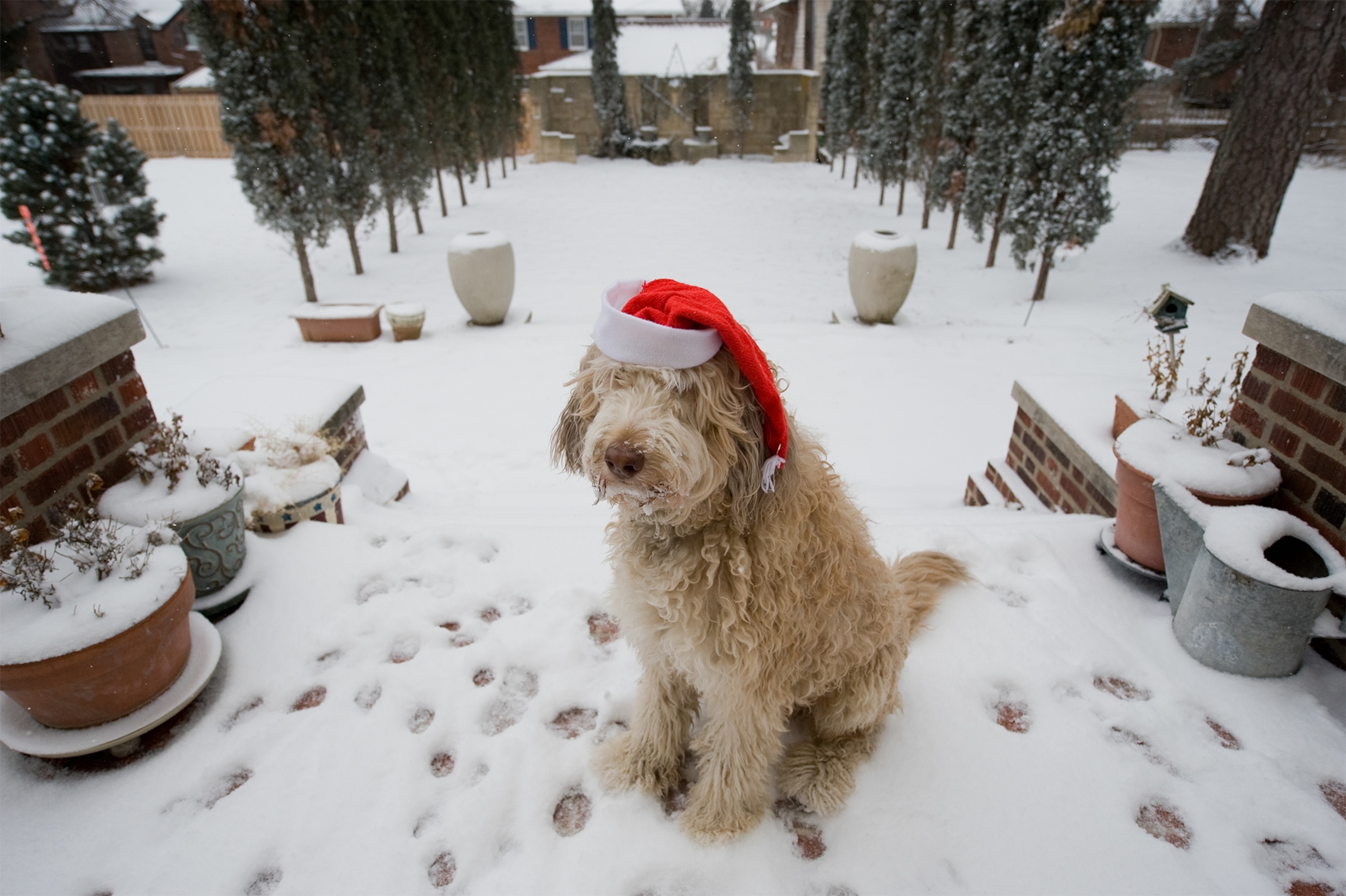 a dog wearing a Santa hat sitting in the snow.