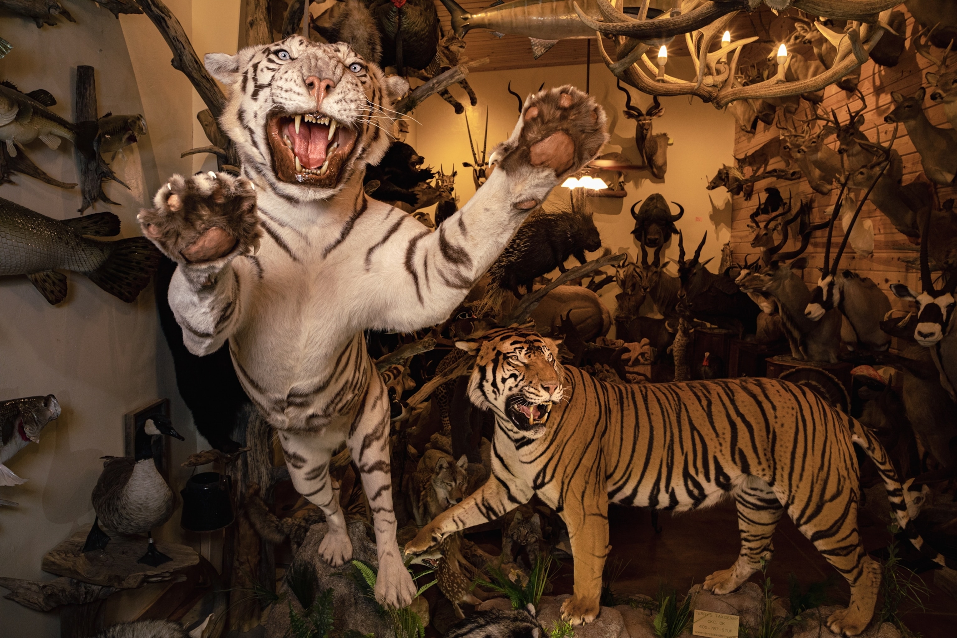 two growling taxidermy tigers in a room filled with other taxidermy animals