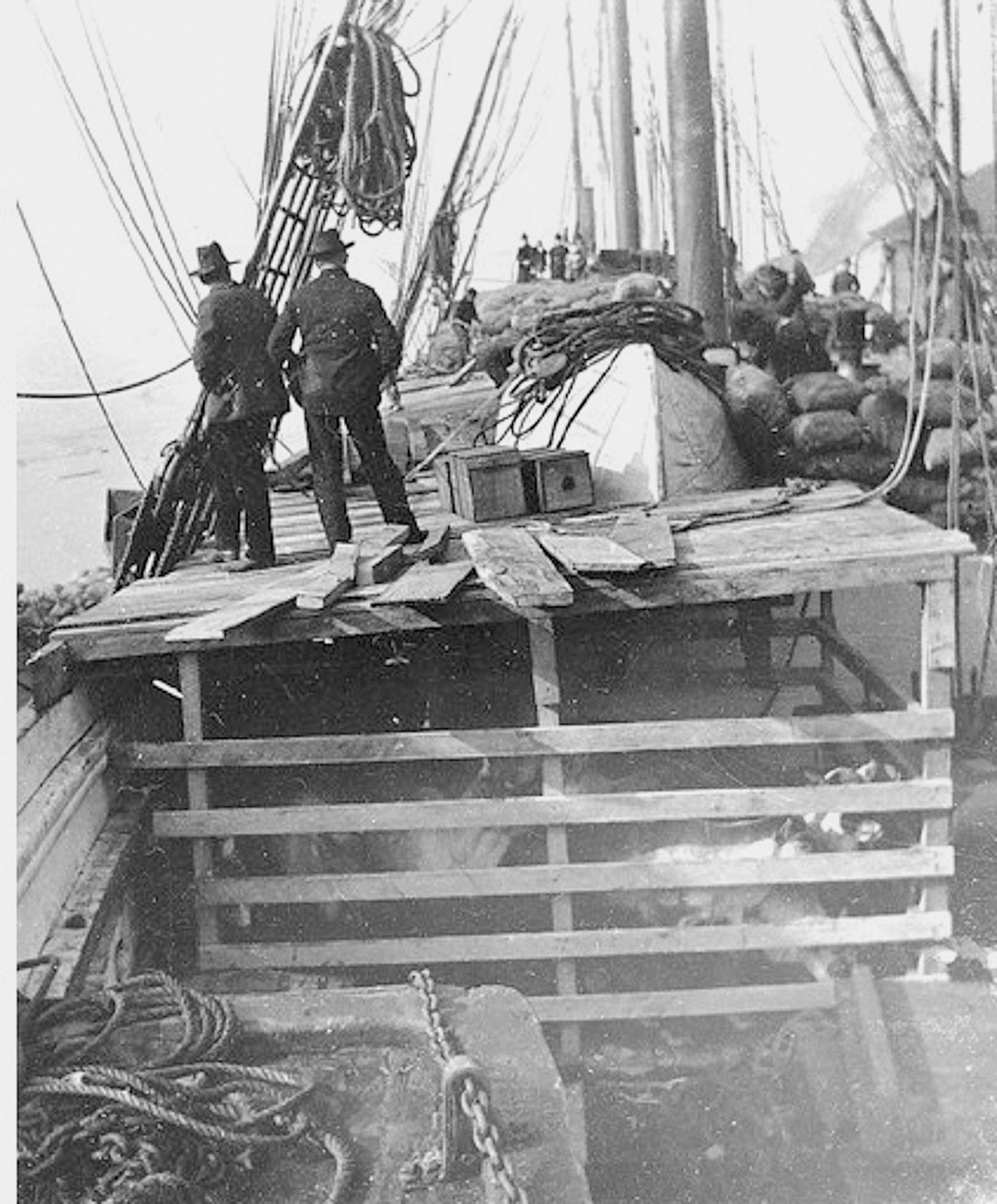 A historical photograph of Reindeer on the deck of the ship.
