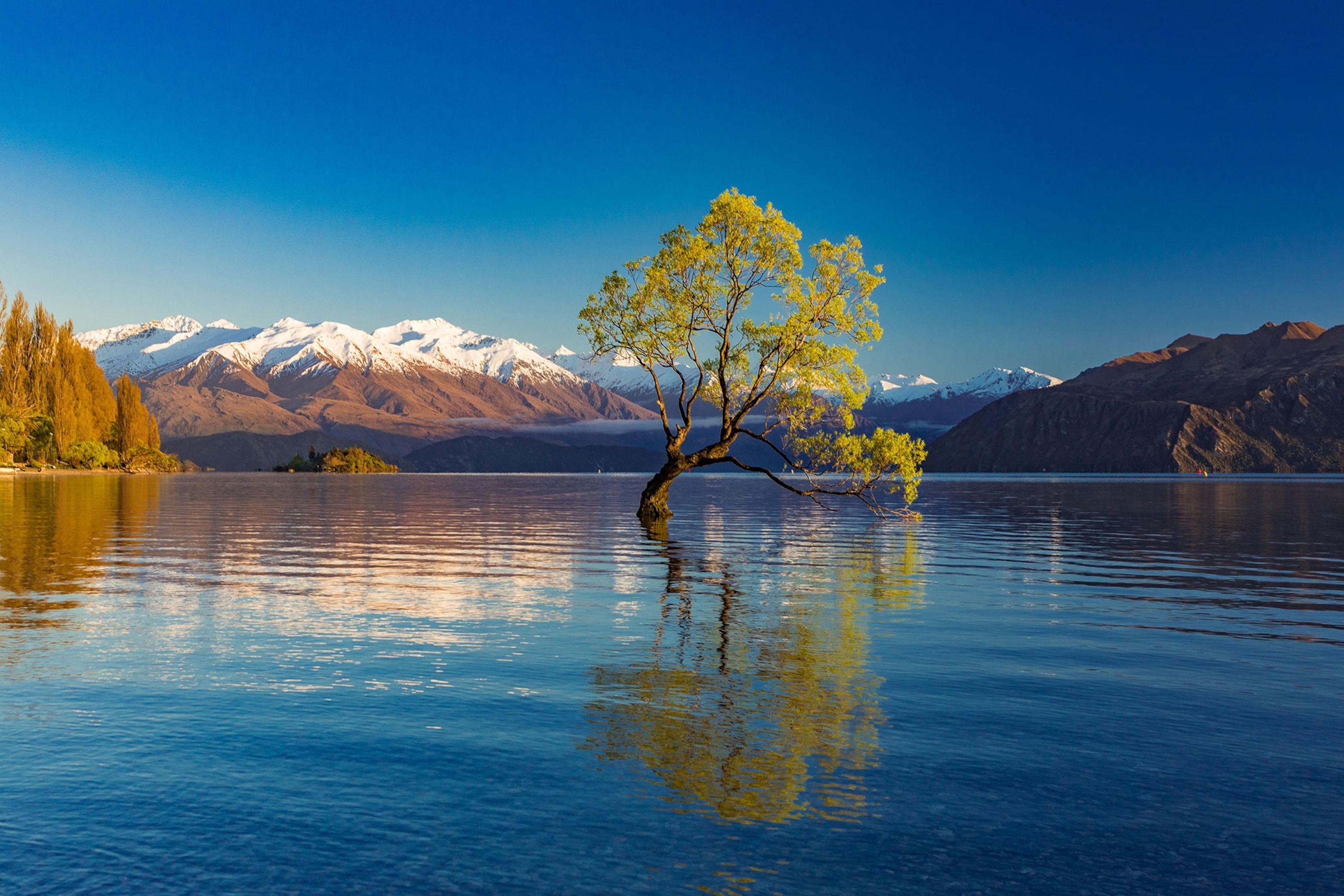 a tree in Lake Wanaka in New Zealand