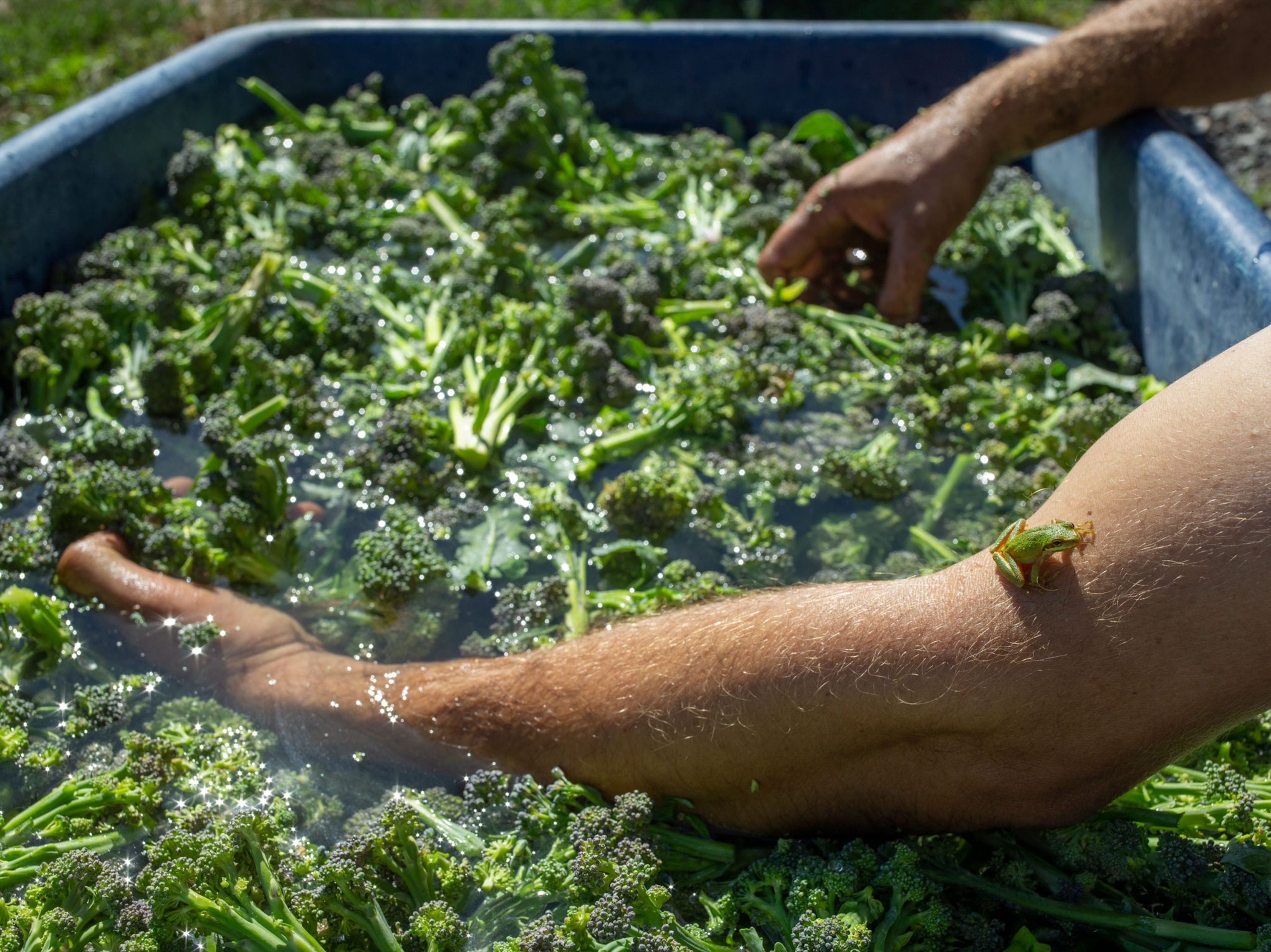 Farmer washes broccoli and a frog rests on his arm.