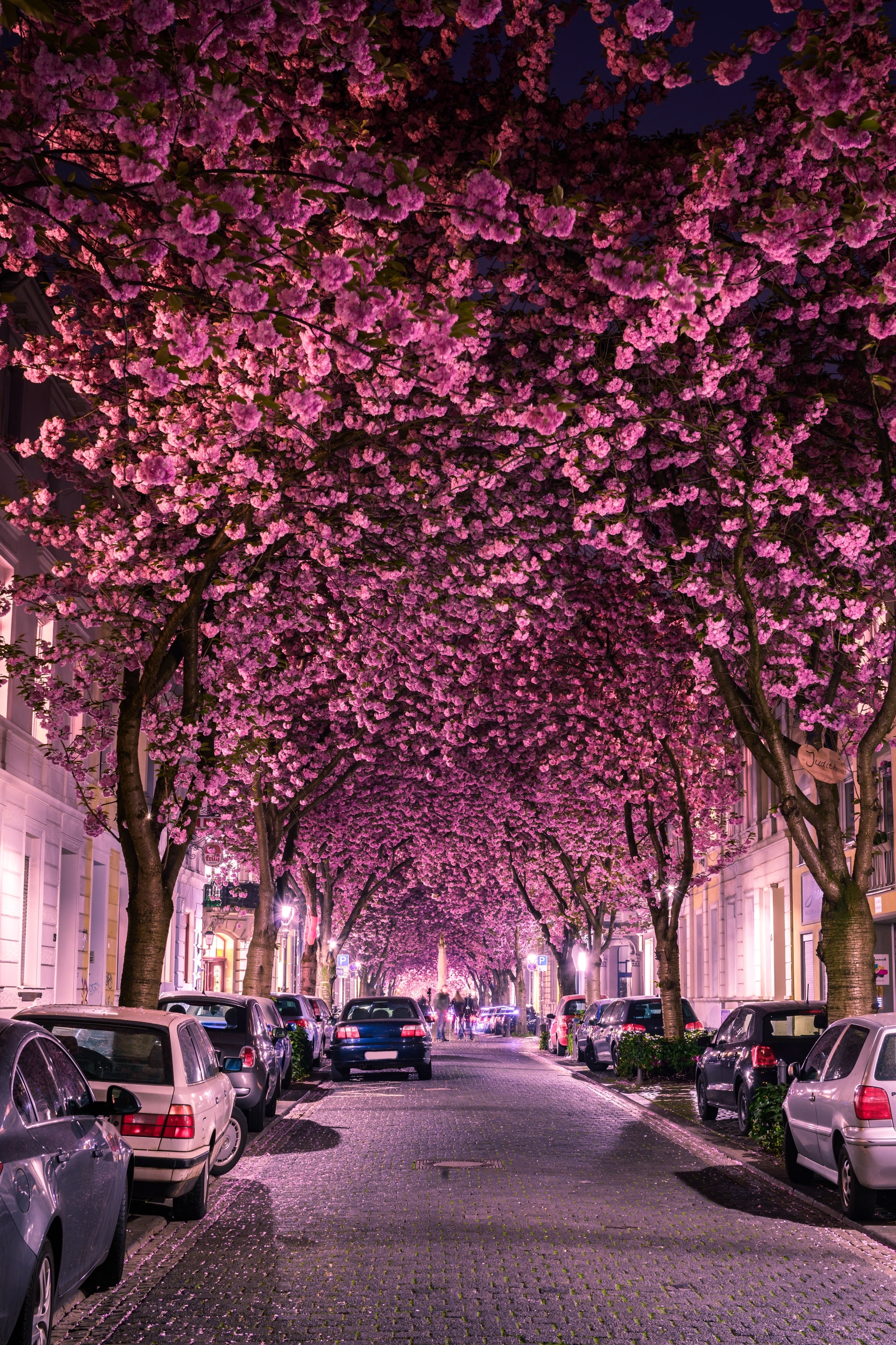 street lined with cherry blossom