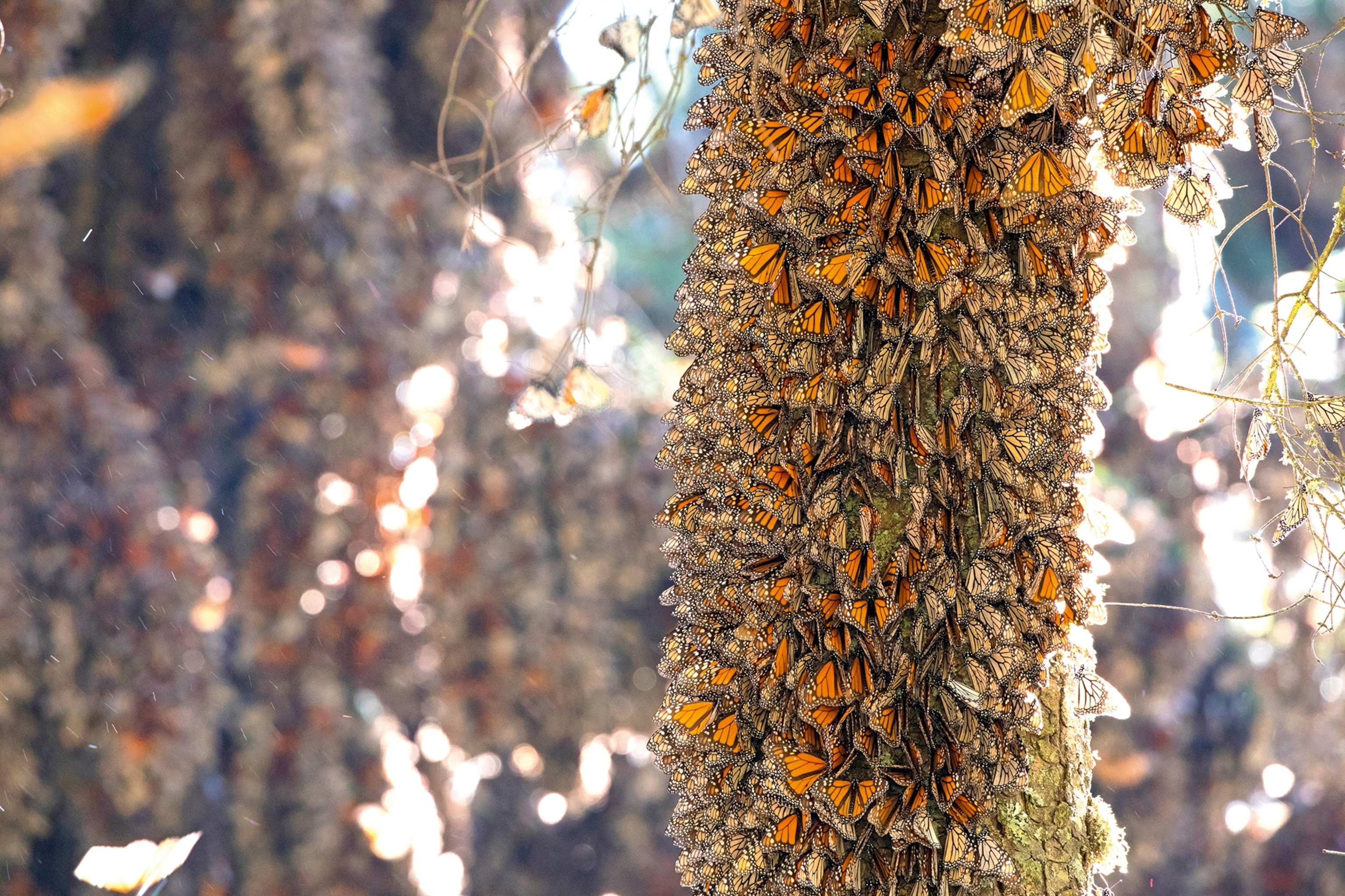 Orange coloured monarch butterflies huddle around a tree in a ‘roost’ to protect themselves from predators