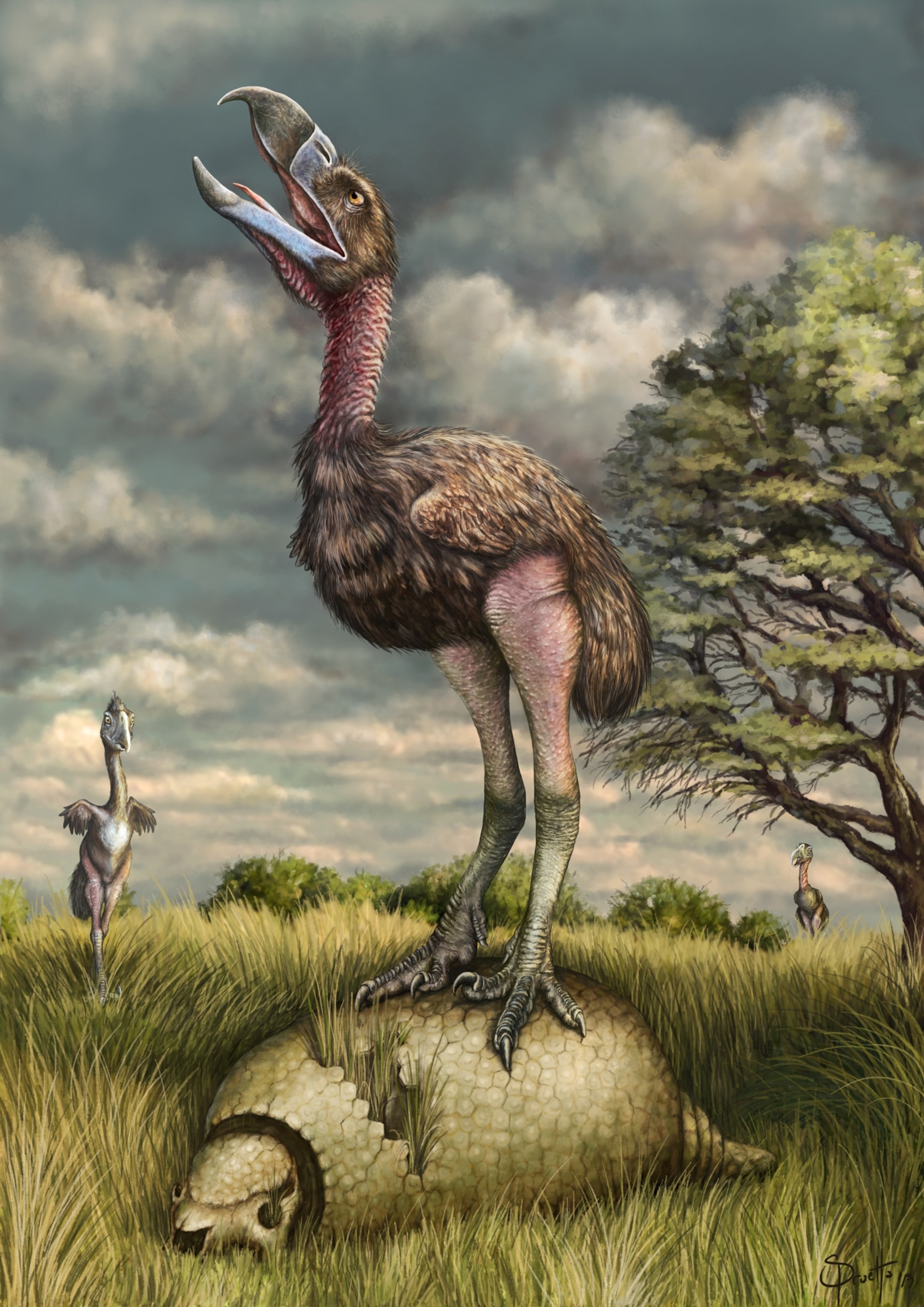 Illustration of Phorusrhacos longissimus
