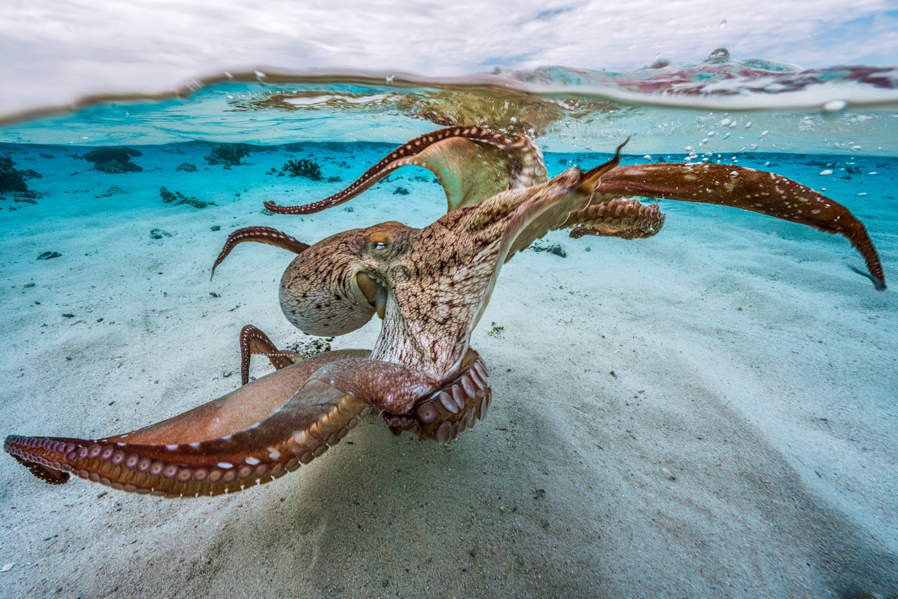 Octopus seeing swimming in clear water.