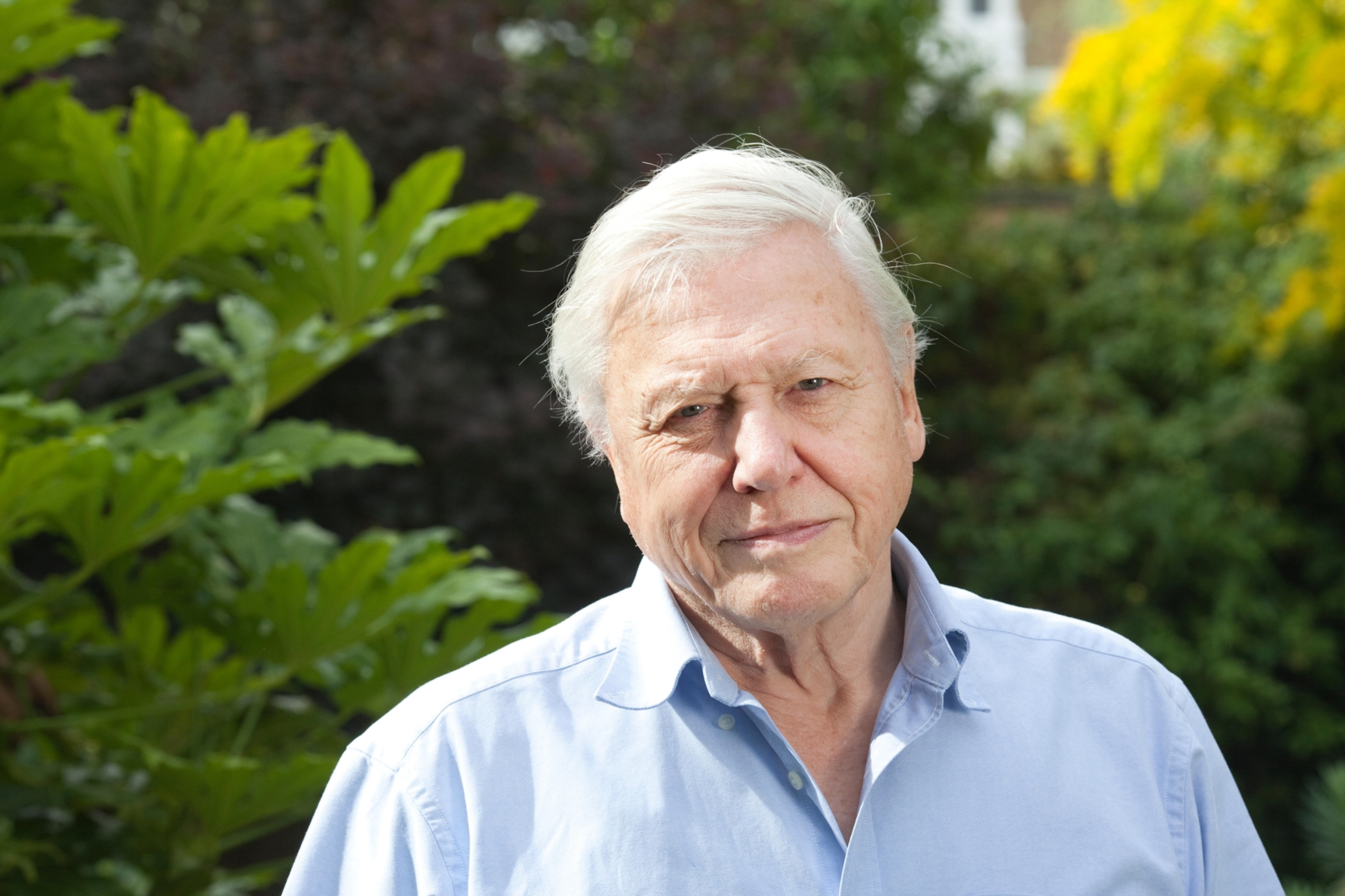 A headshot of Sir David Attenborough.