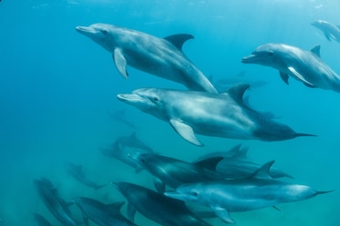 a common bottlenose dolphin