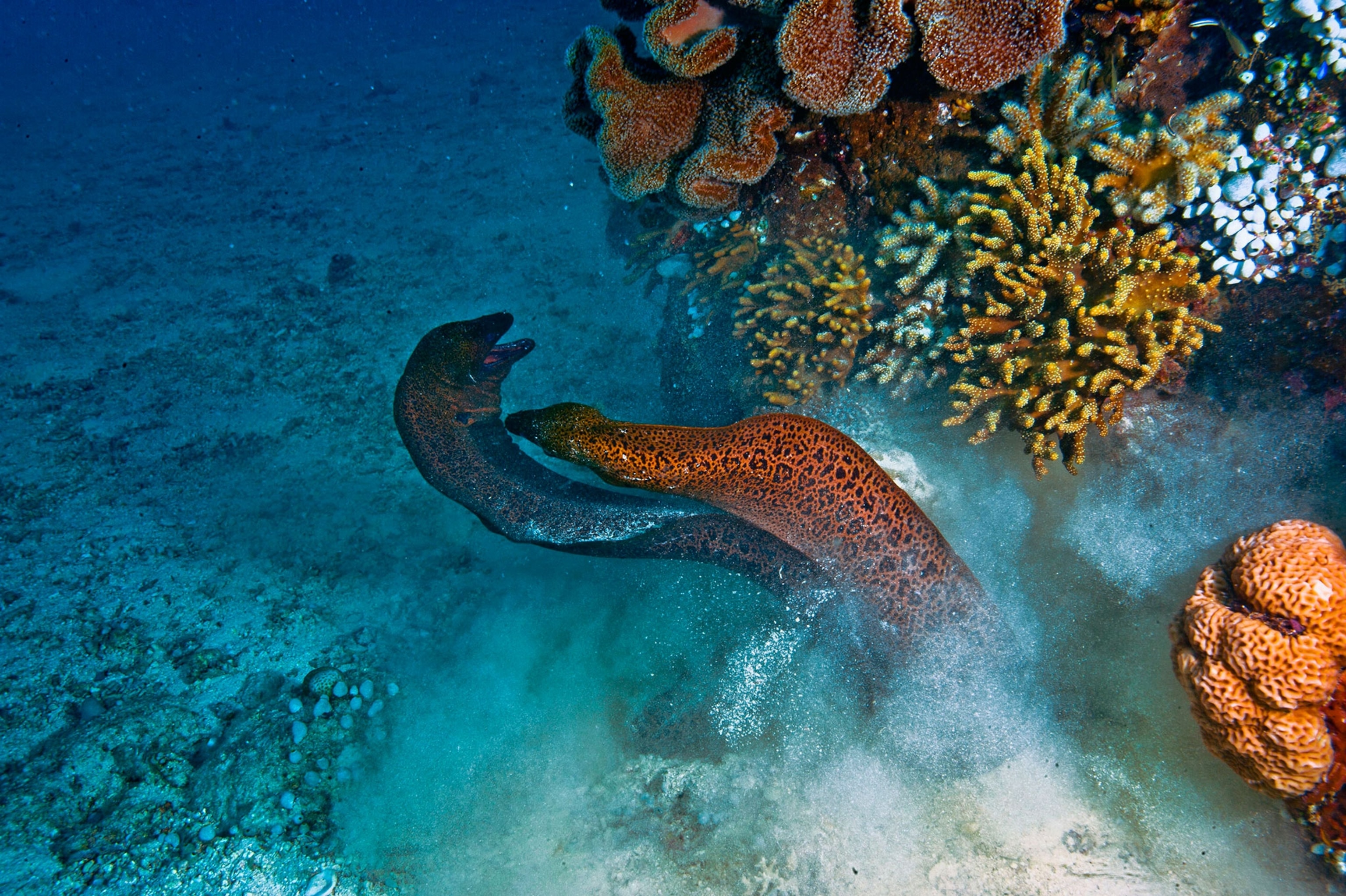 Great Barrier Reef