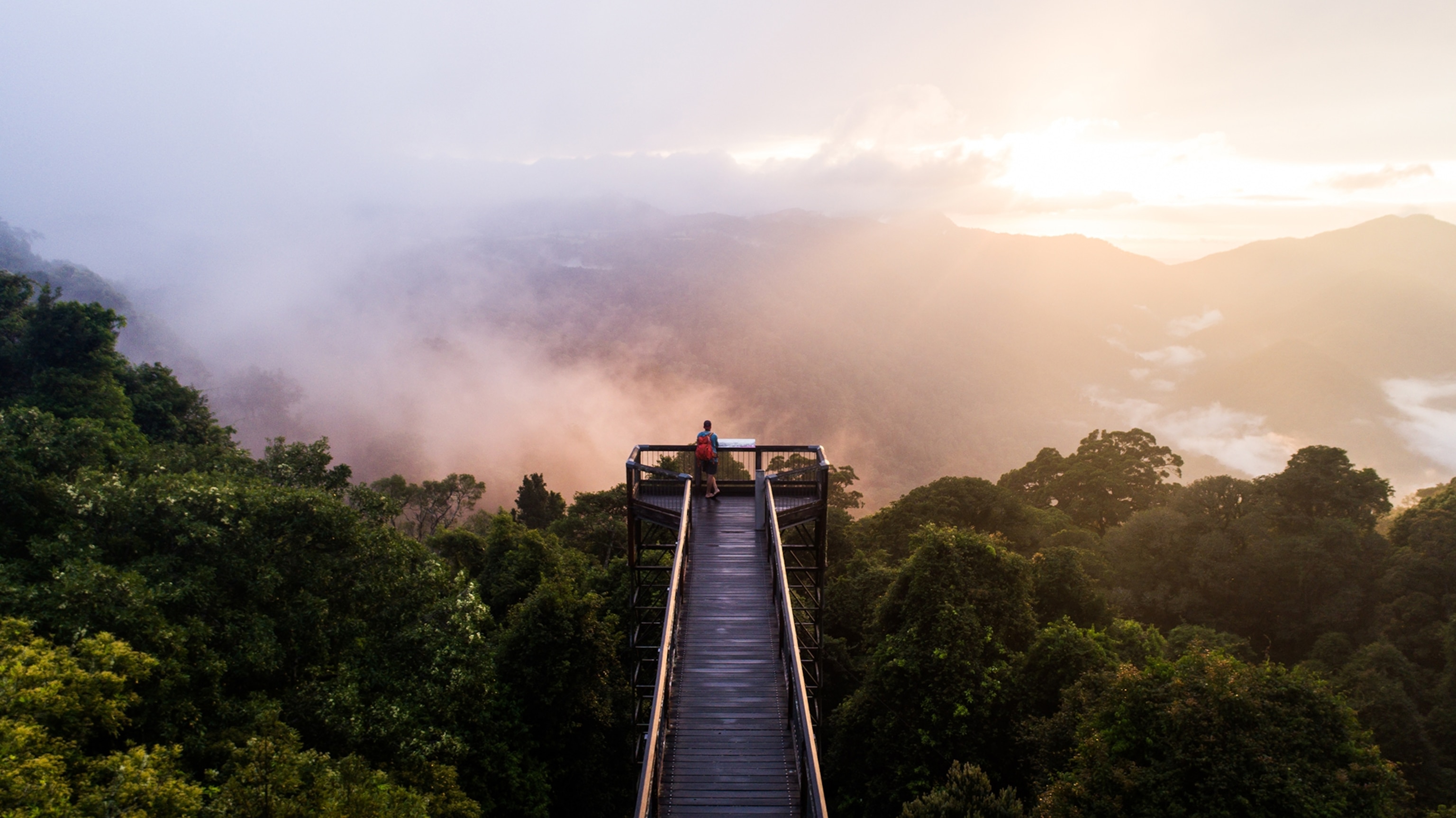 the rainforest from the Skywalk in Dorrigo National Park, New South Wales, Australia