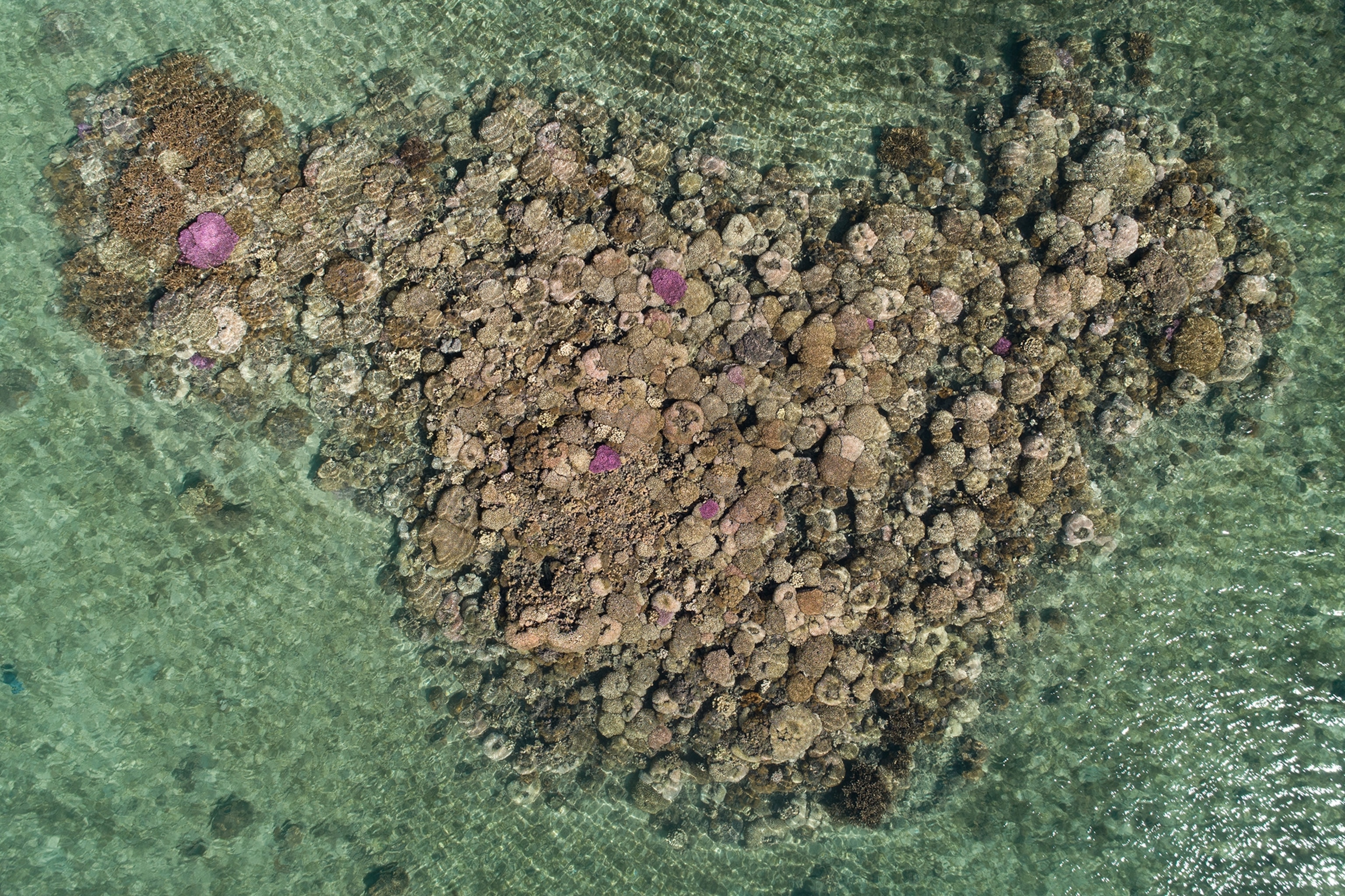 Aerial view of coral in its darker brown color recovering from bleaching.