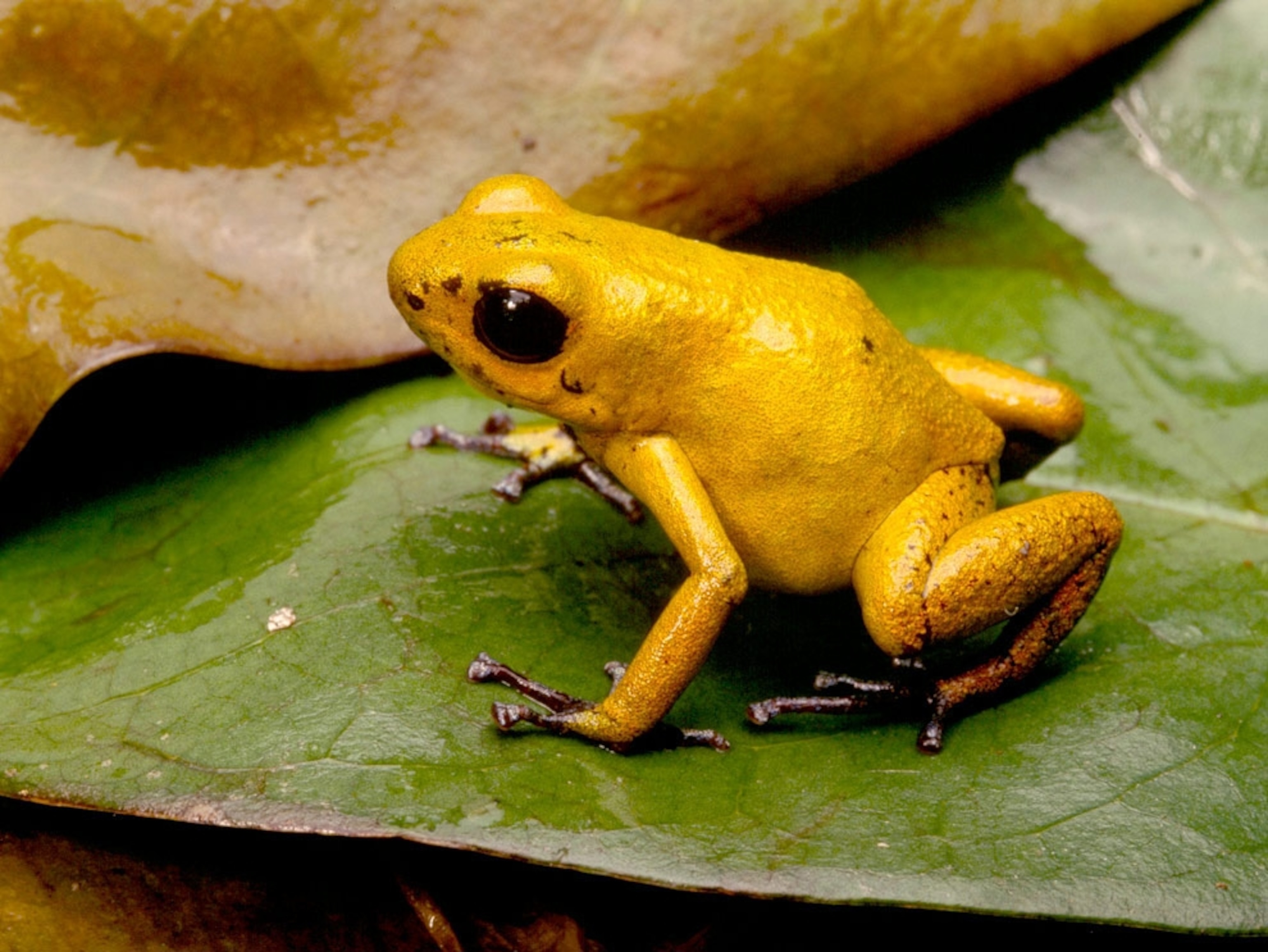 Golden poison dart frog on leaf