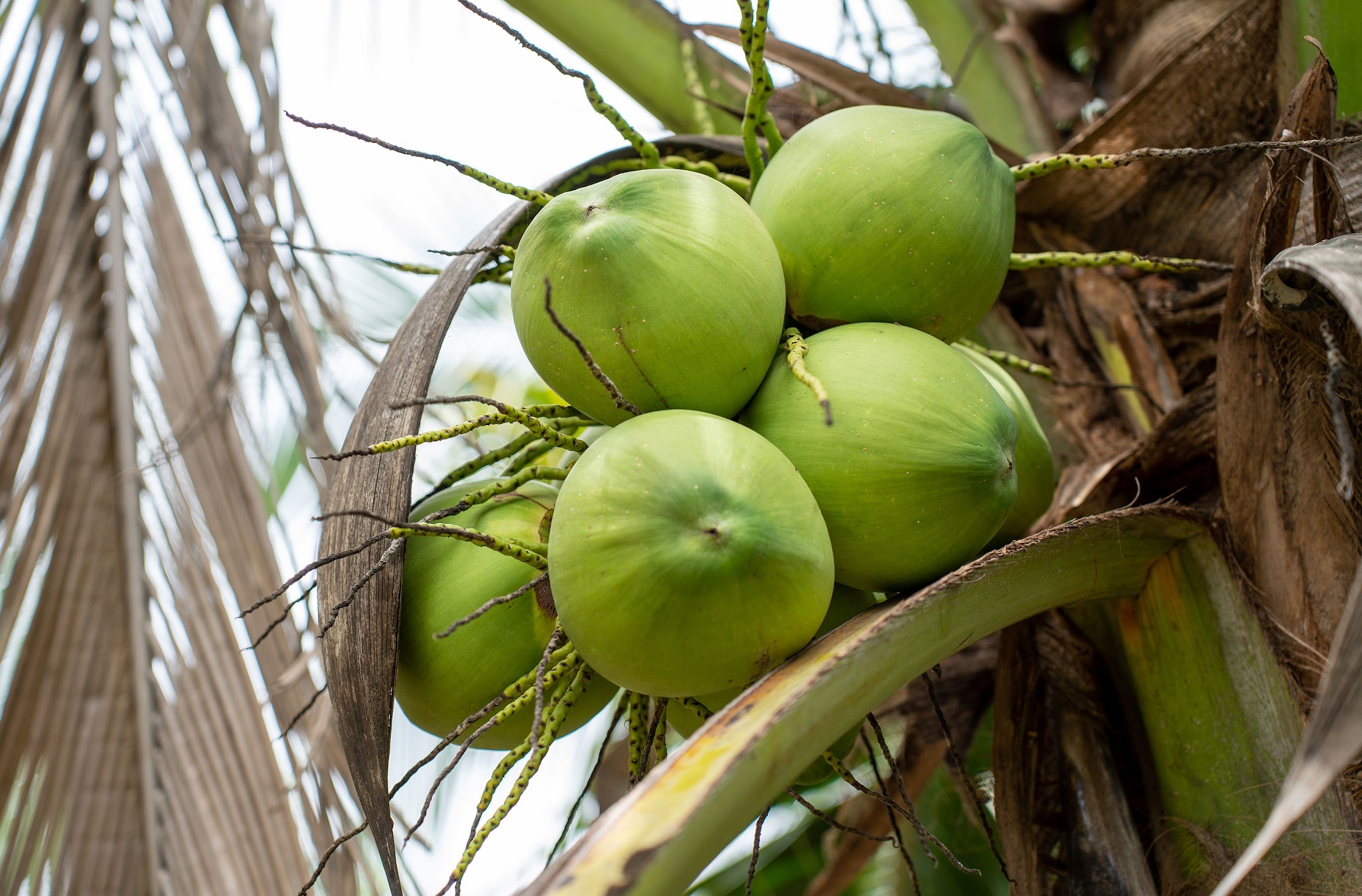 A bunch of round, green, coconuts in a palm tree.