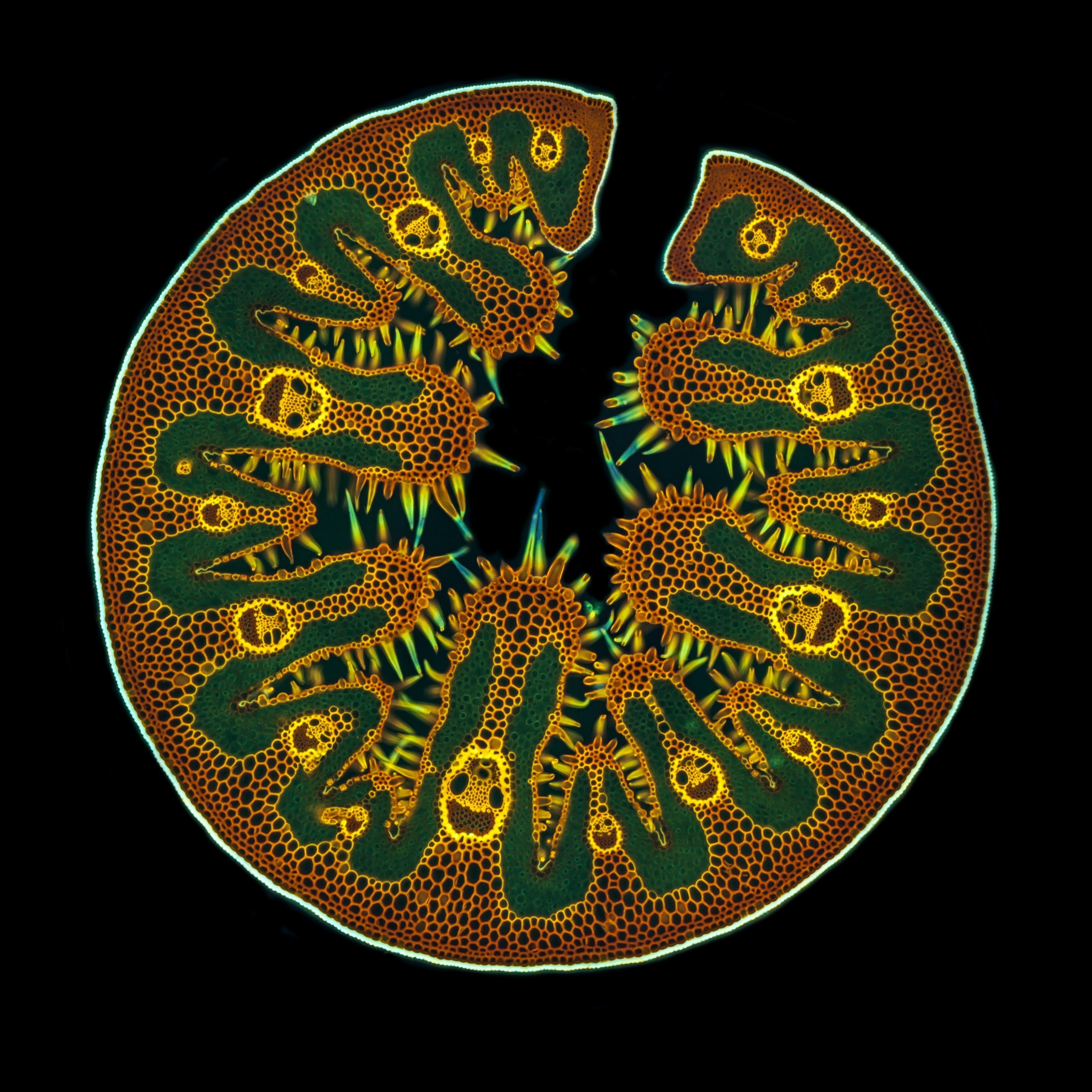 A cross-section from a tube of grass, revealing hundreds of hollow appearing compartments. The walls of the hexagonal compartments are stained a golden yellow and orange, with a wavy section of green compartments throughout.