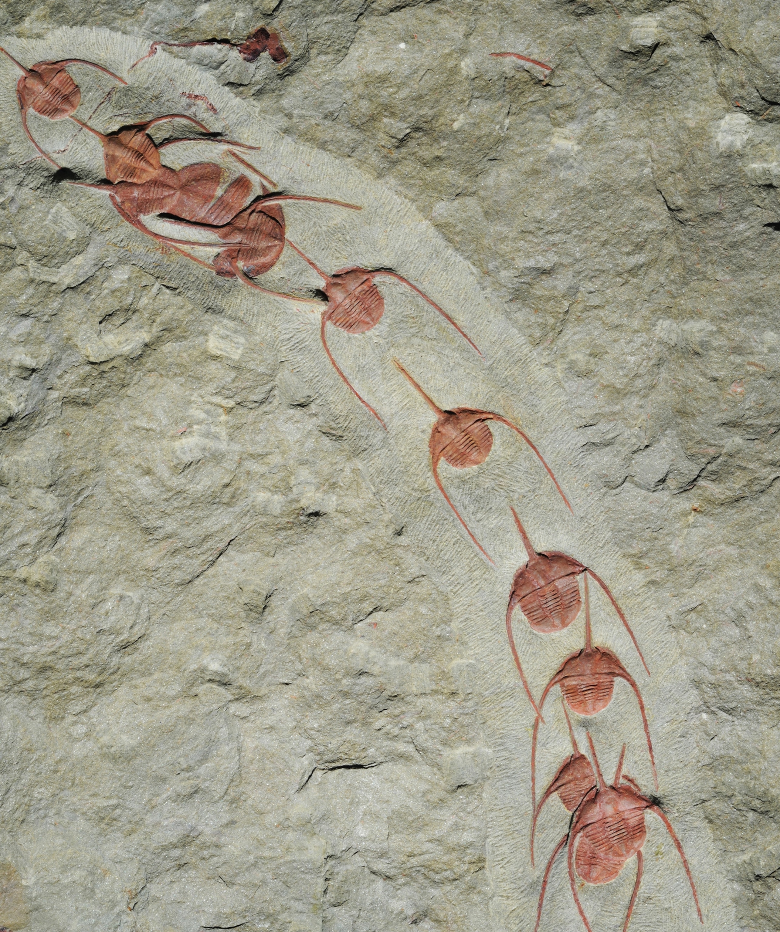 arthropods