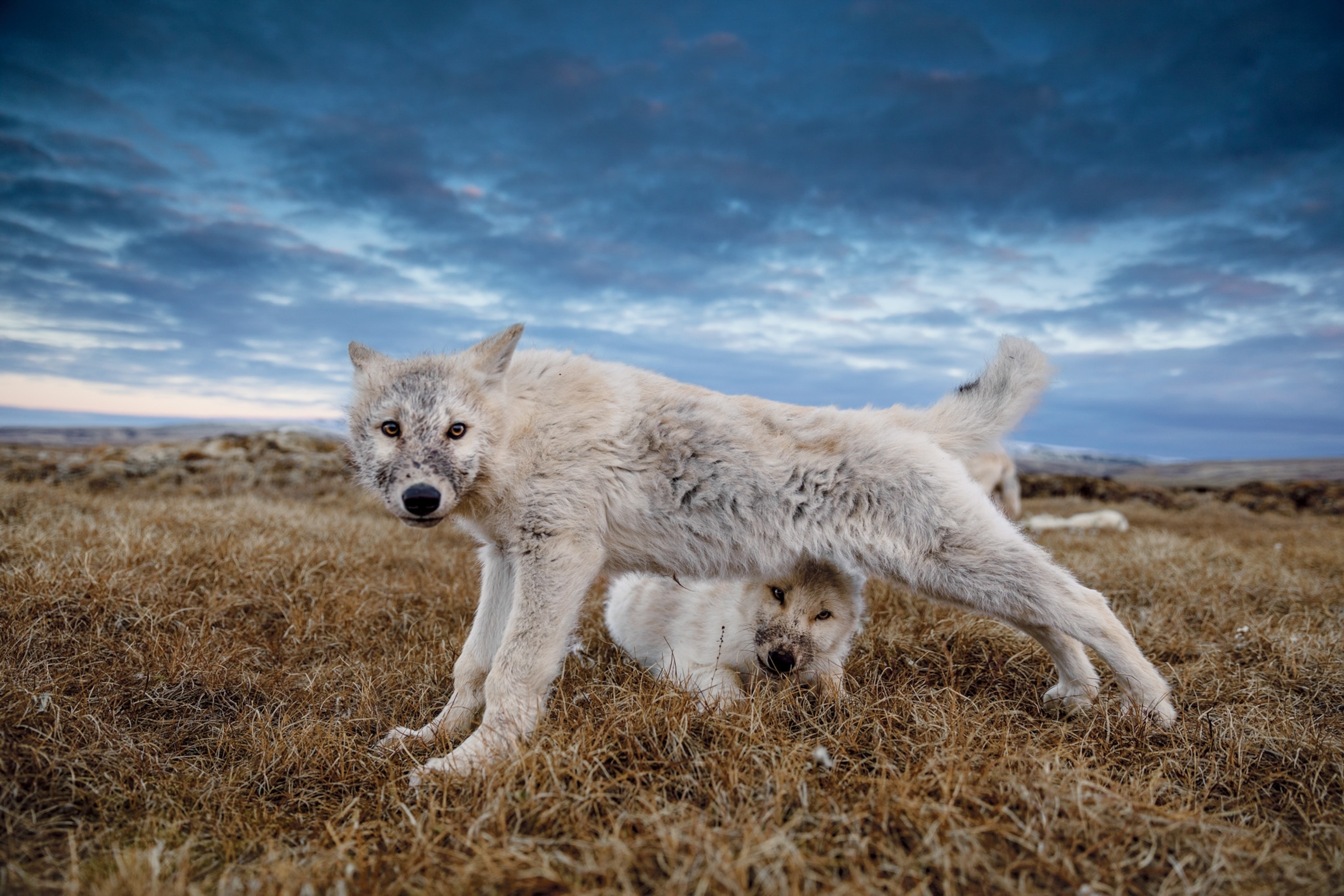 a pup stretching while another pup is tucked underneath its stomach