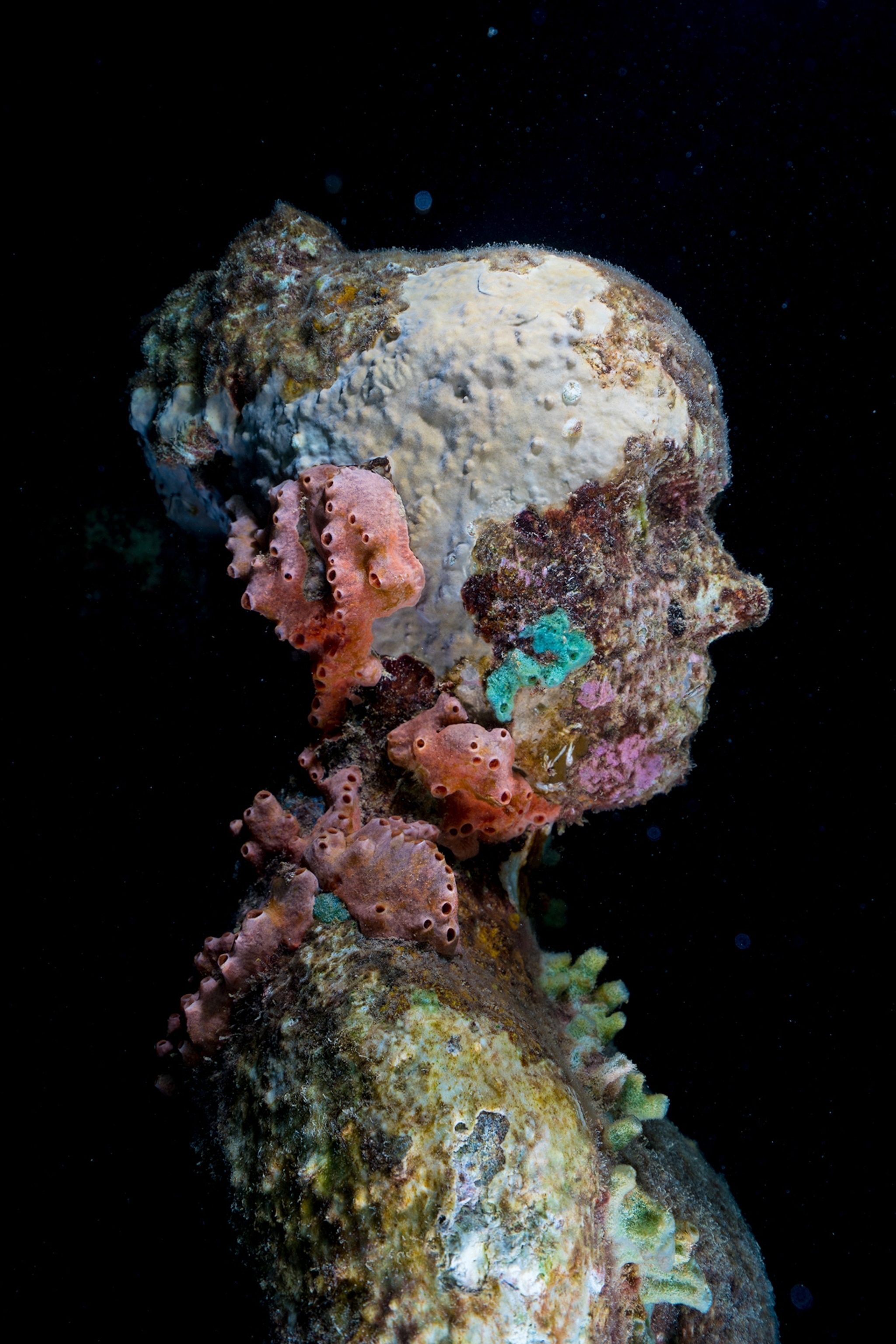 A figure in Molinere Underwater Sculpture Park stands encrusted in colorful sponges, corals, and algae.