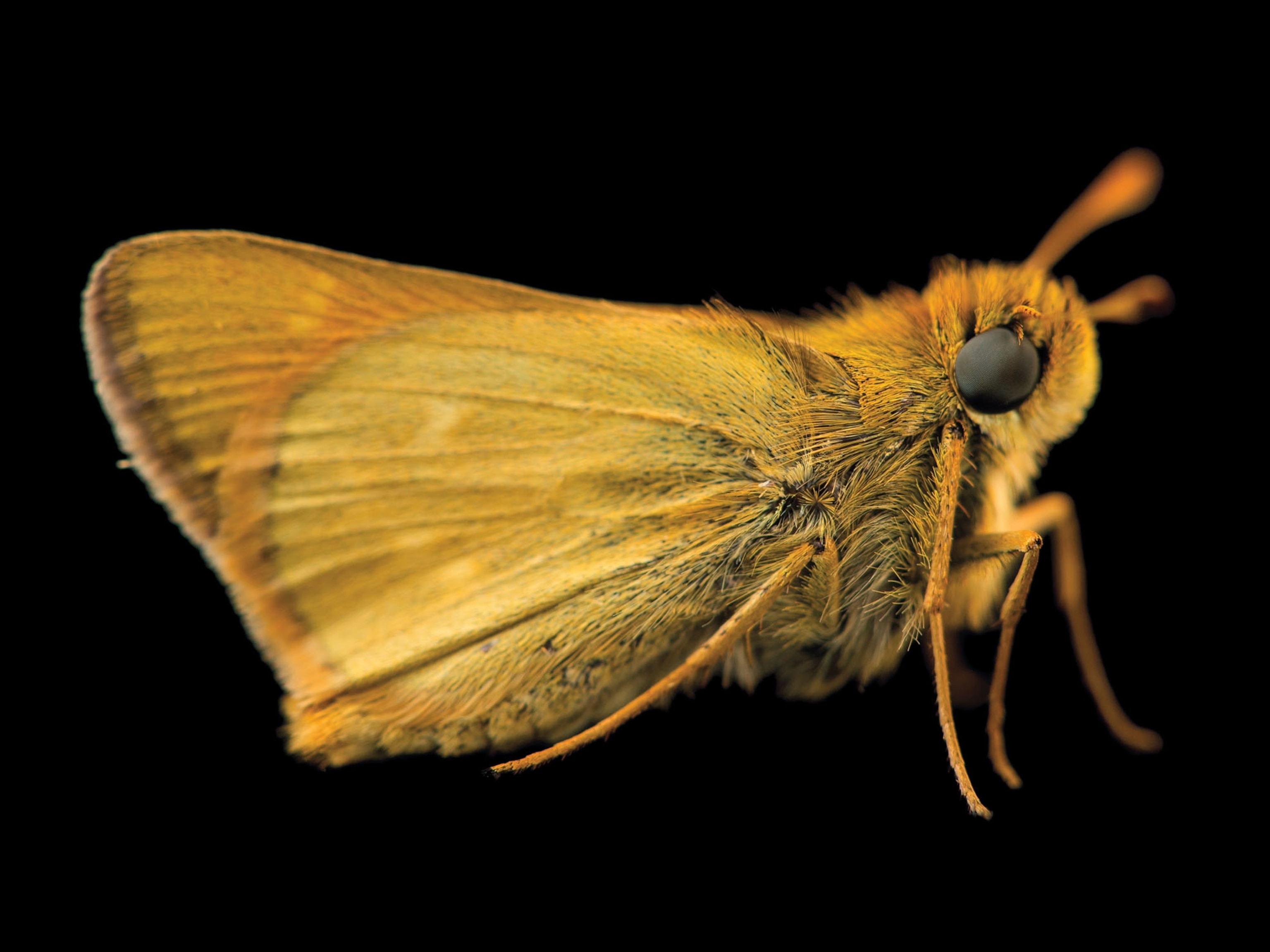 a Dakota skipper