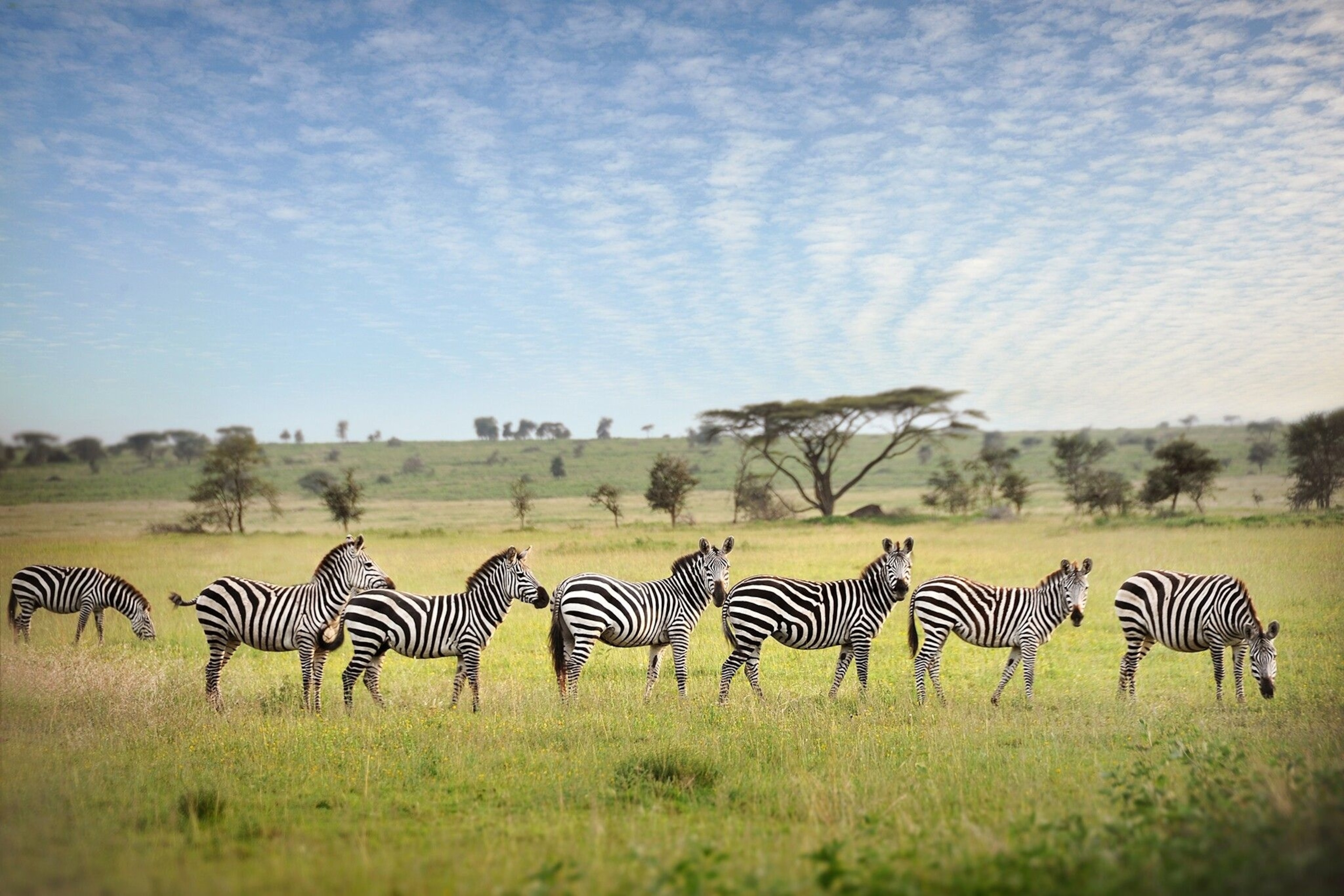 A group of zebras on the savannah.