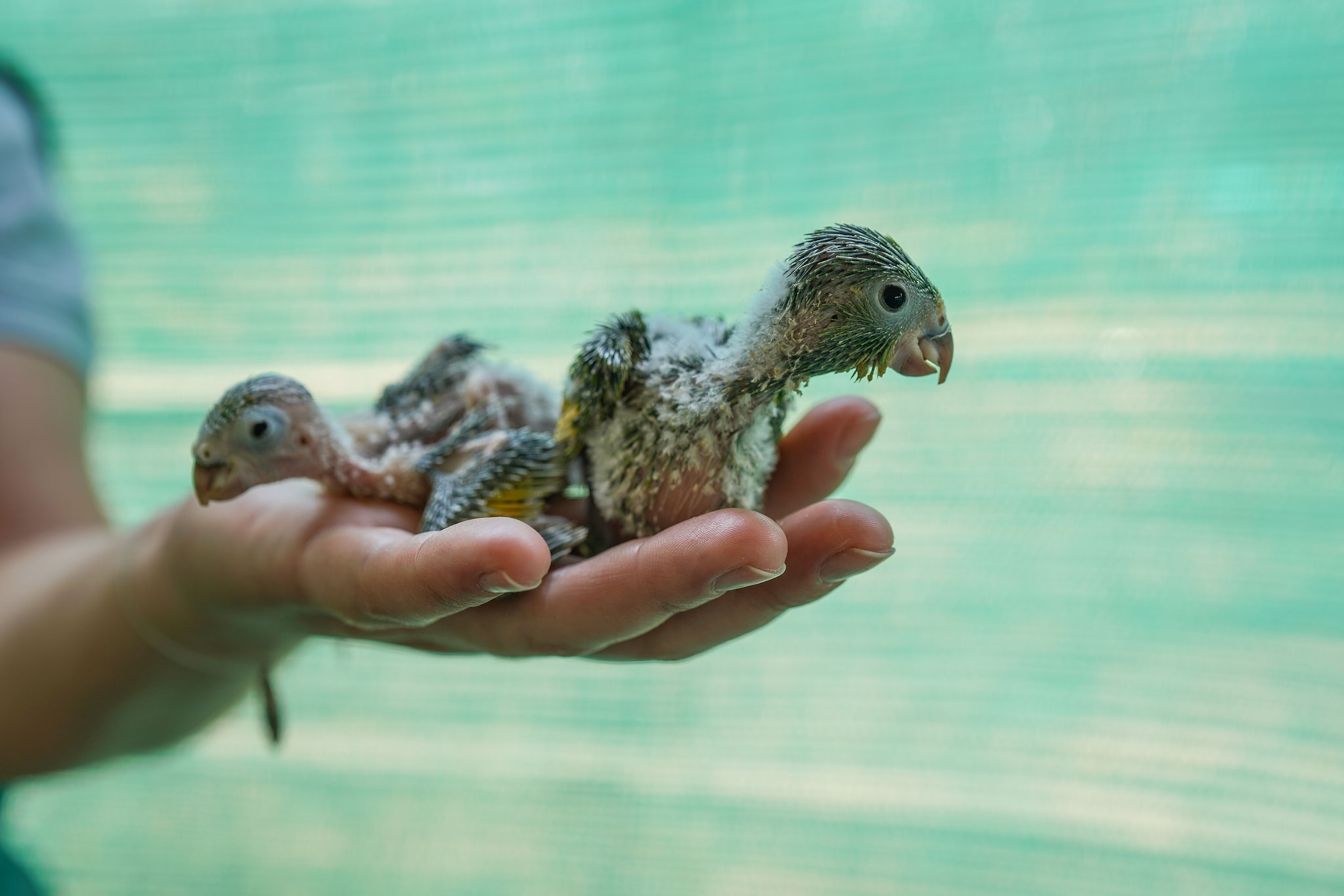 baby parrots in a shelter for rescued animals in Aguascalientes, Bolivia