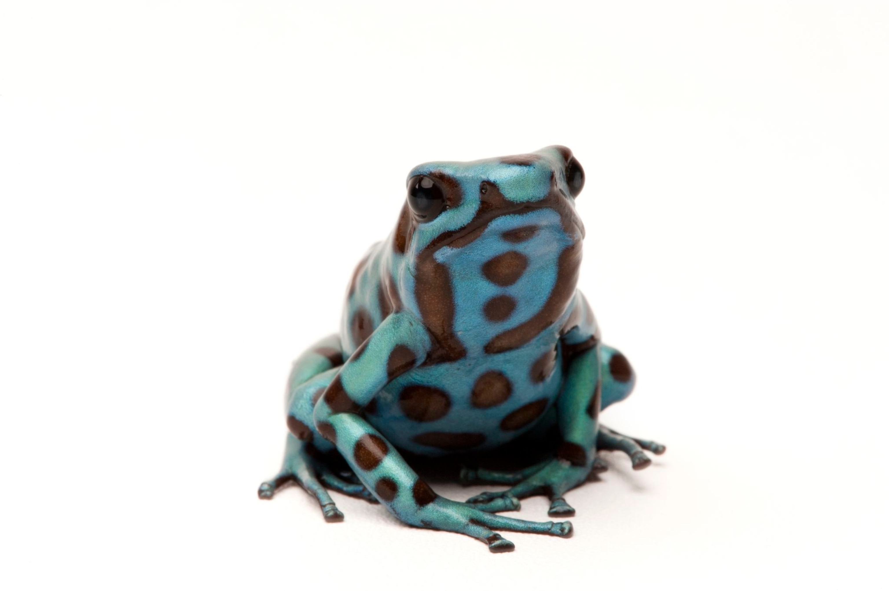 a green and black poison dart frog