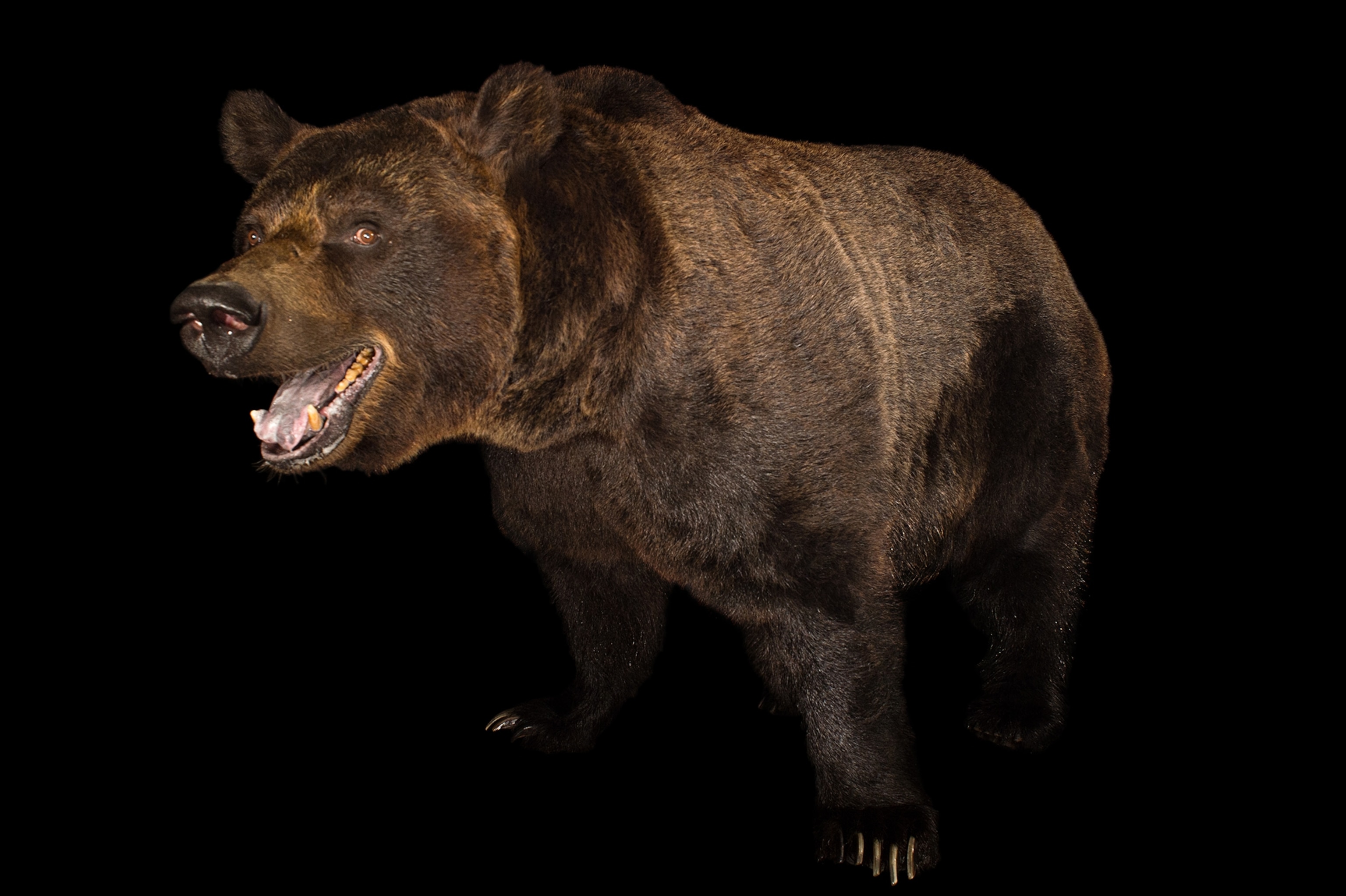 A Bears mouths is open as it stands on a black backgrounds.