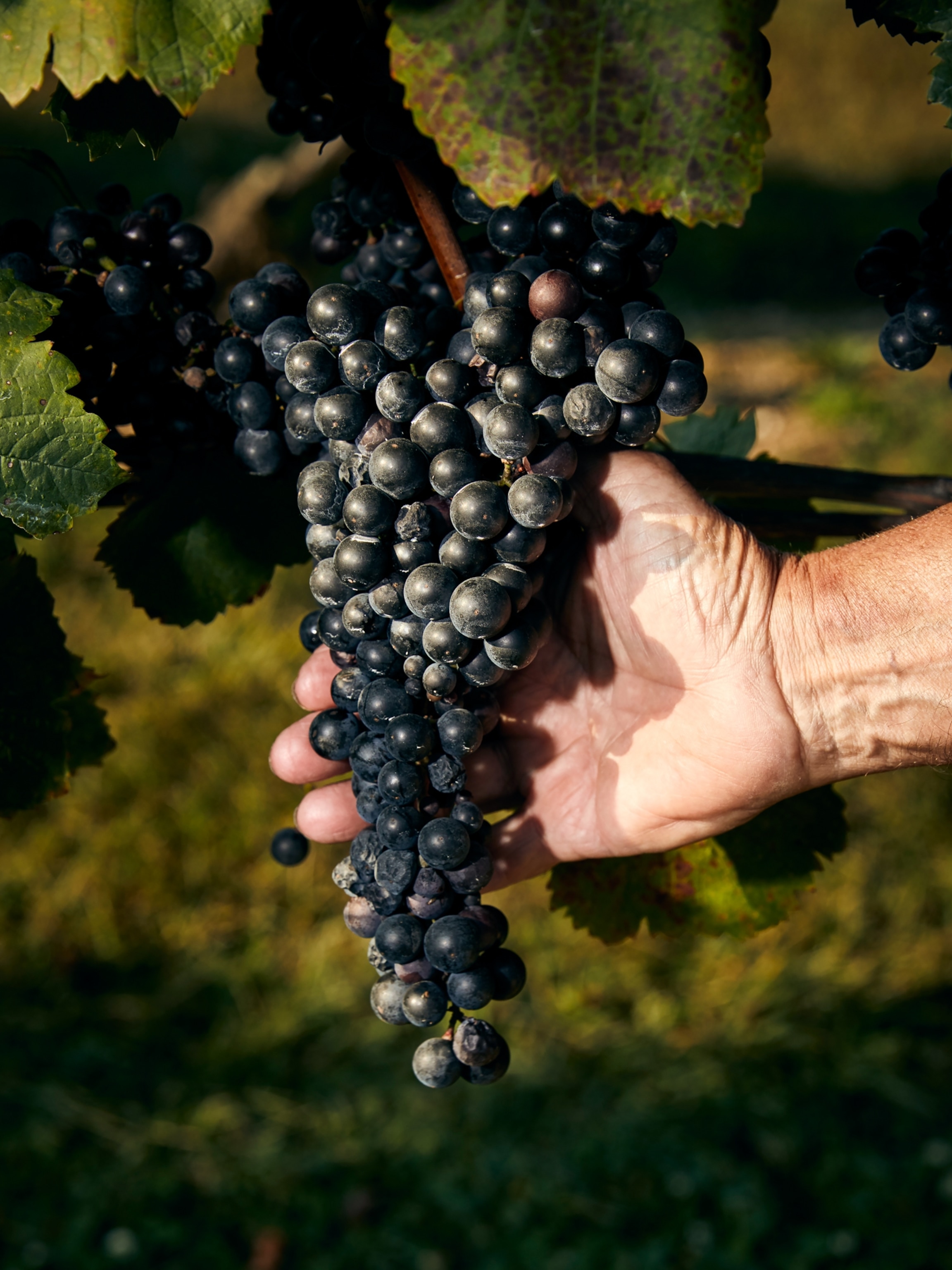 A bunch of purple grapes growing on a vine, cradled in the palm of a man's hand. Some of the grapes appear dry and shriveled.