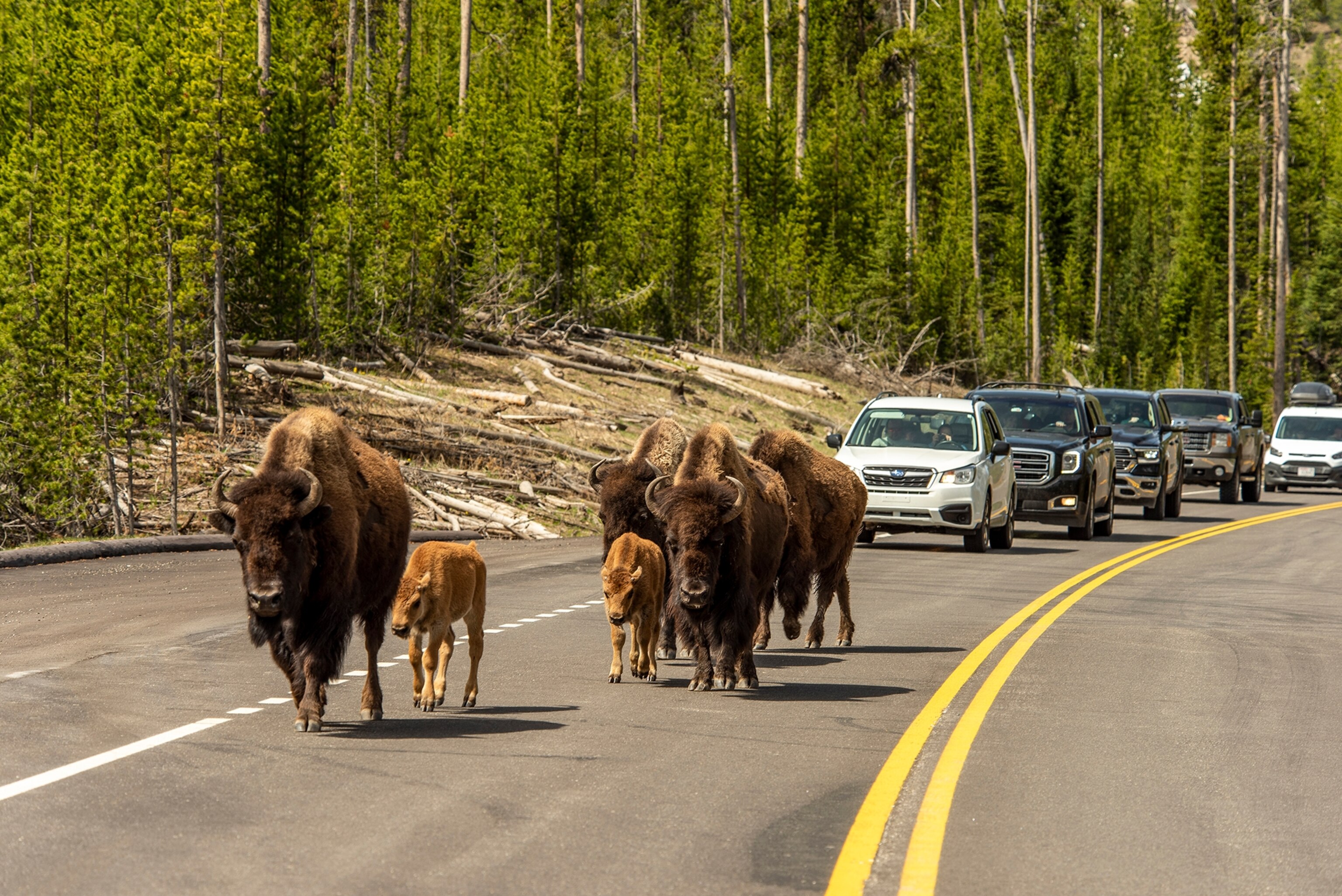 Bison on a road with cars behind