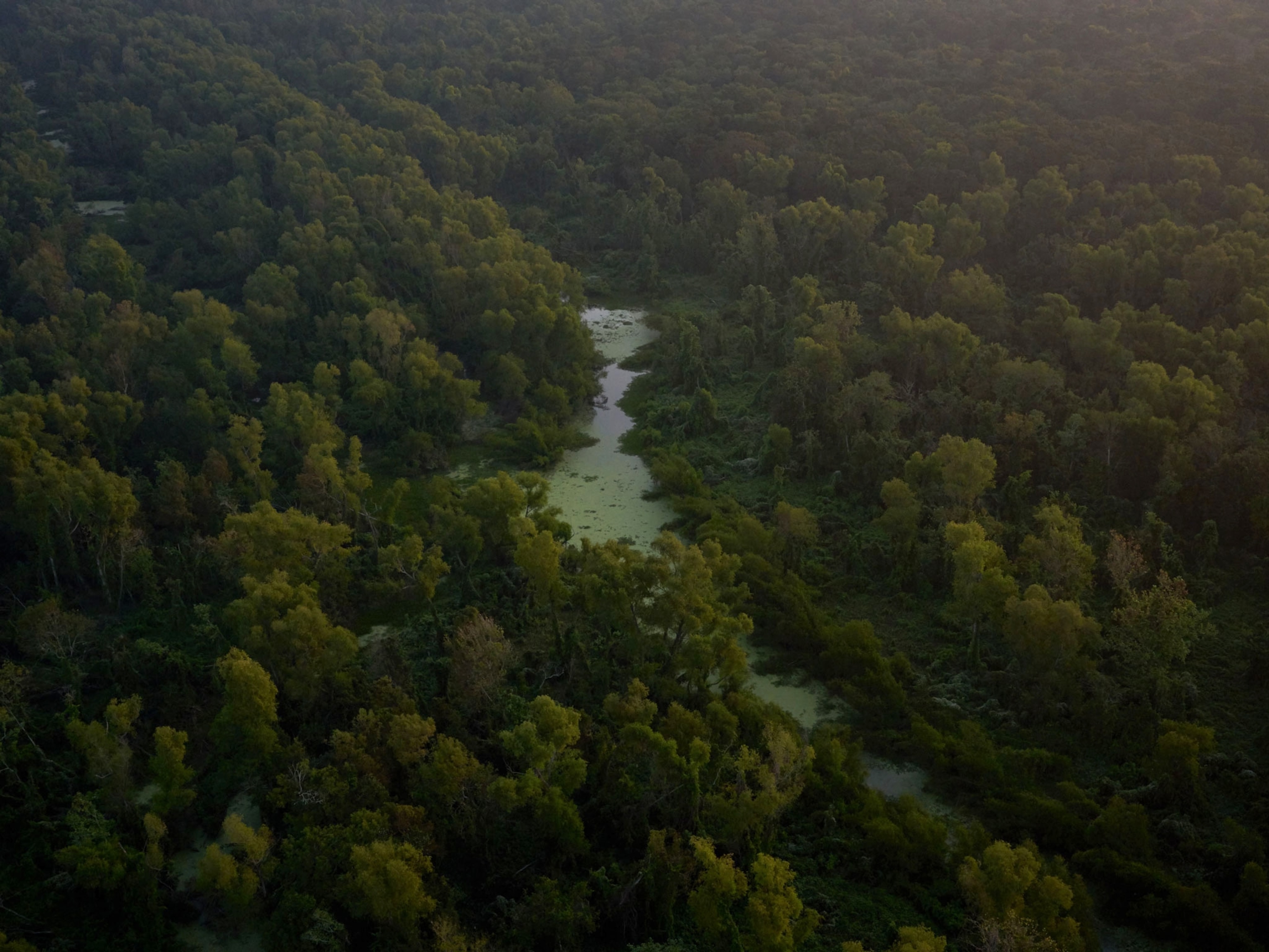 View of the Atchafalaya Basin