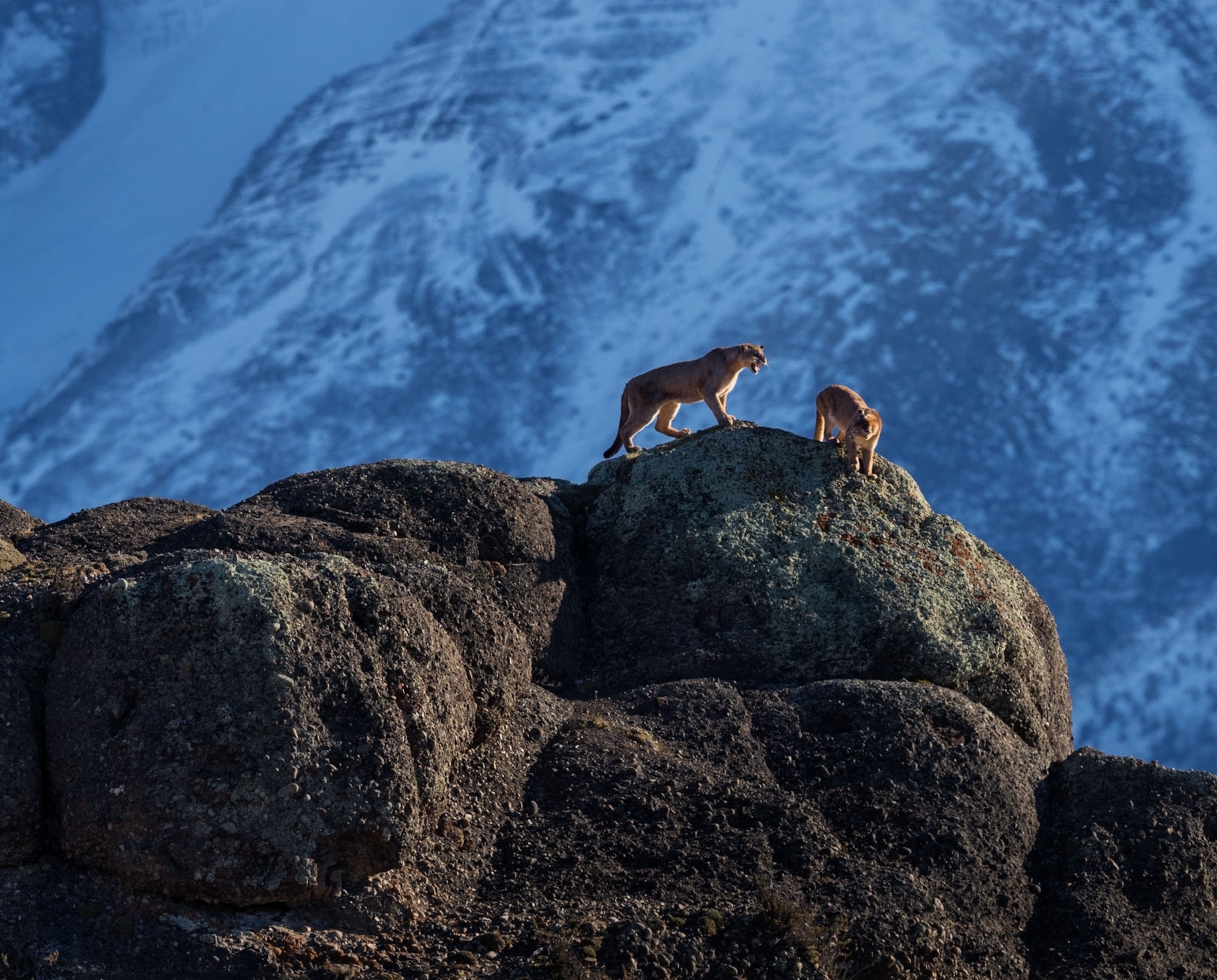 two pumas standing off on the edge of a rock. blue snowy mountains loom in the background
