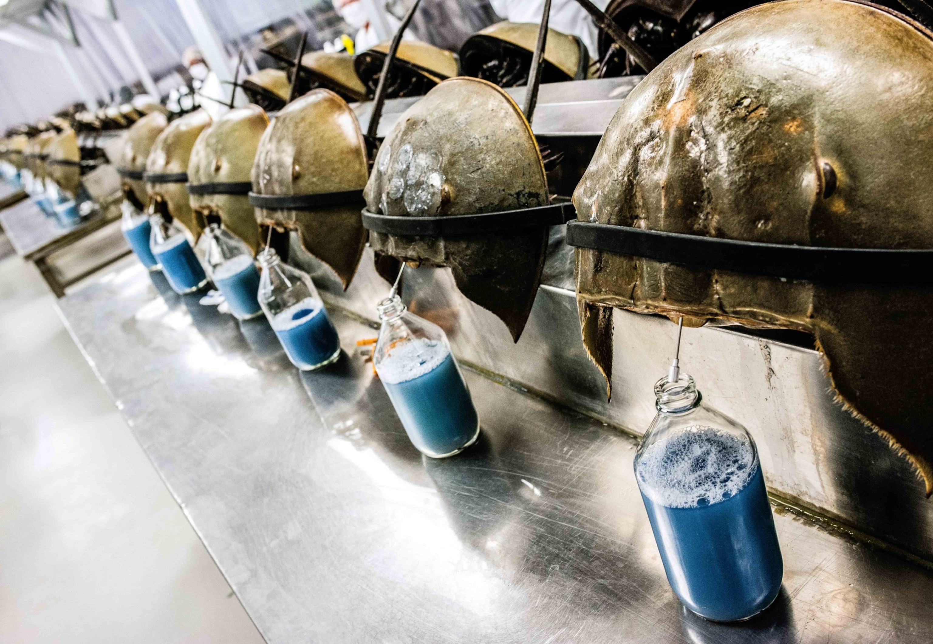 an assembly line of horseshoe crab being bled for their blue blood