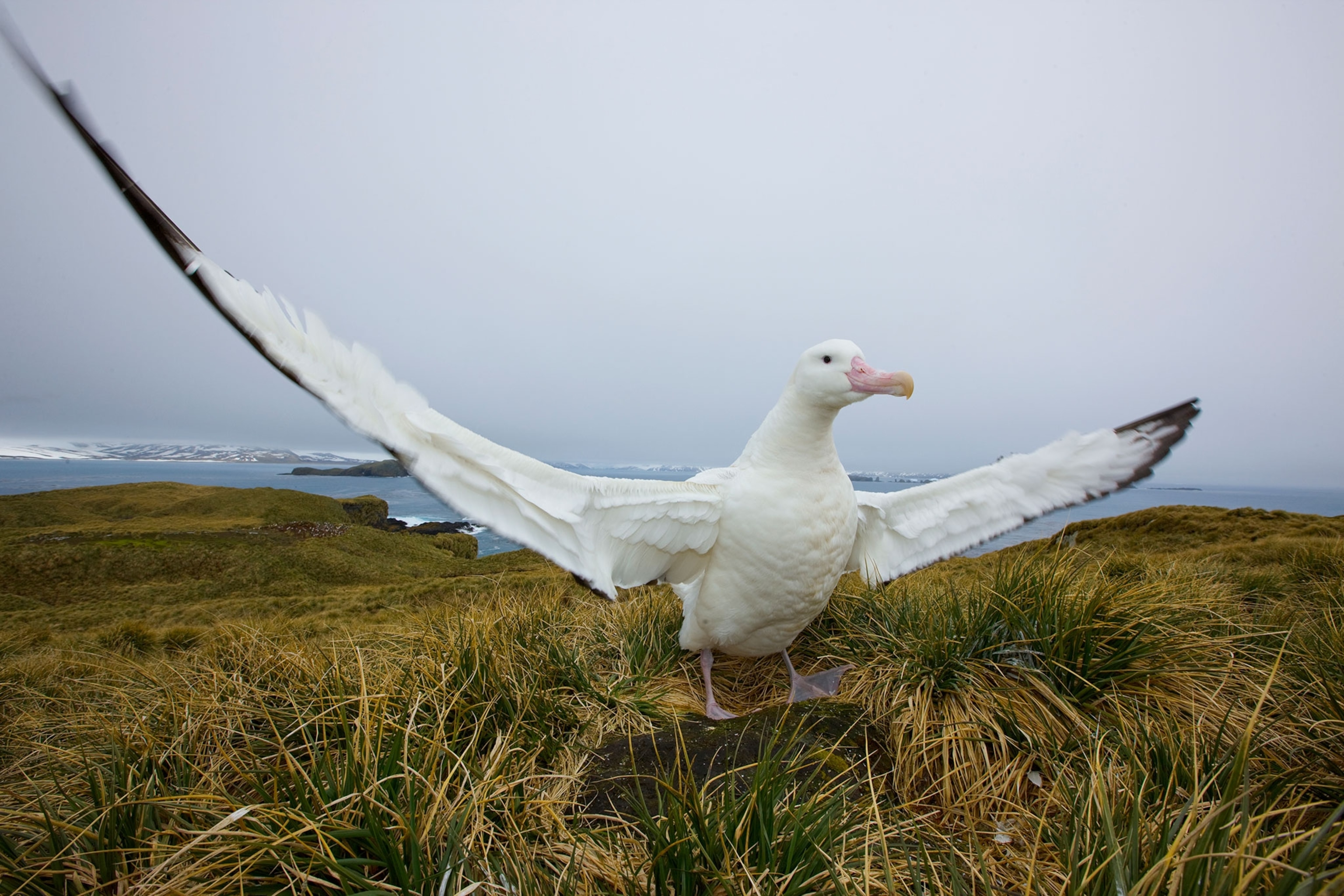 a wandering albatross on Prion Island